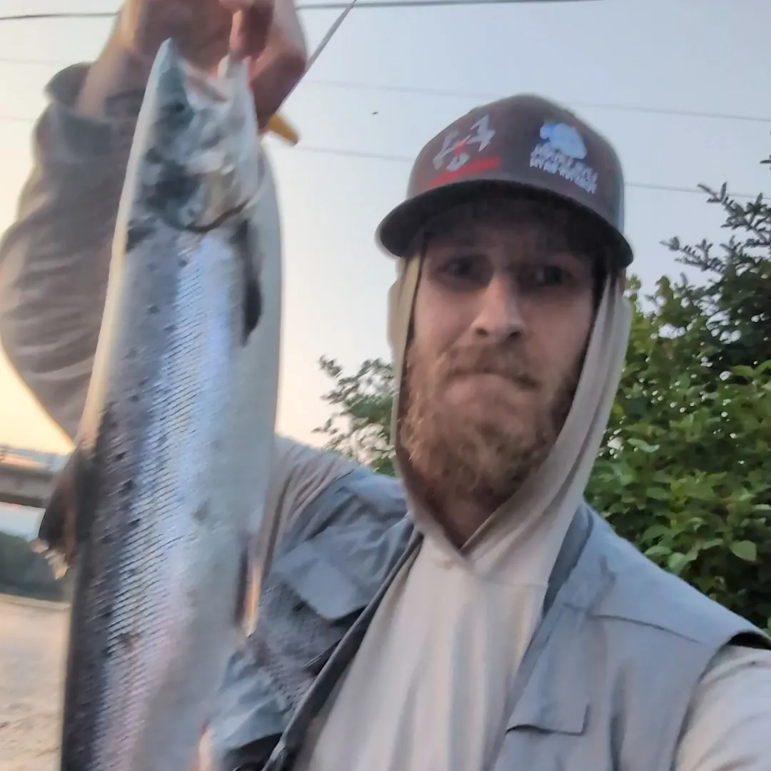 The most recent Atlantic salmon catches on Fishbrain