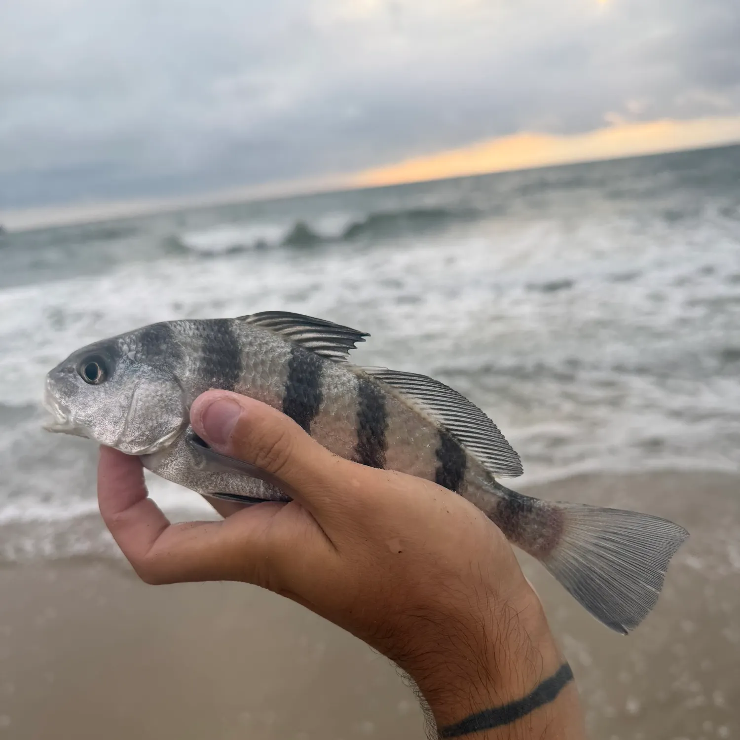Black drum caught on Fishbrain