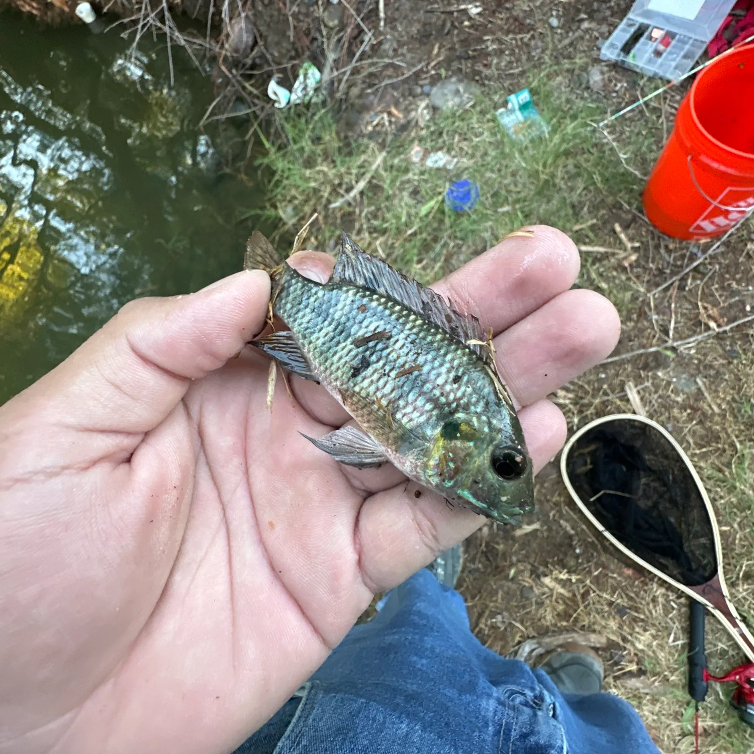 Redbelly tilapia caught on Fishbrain