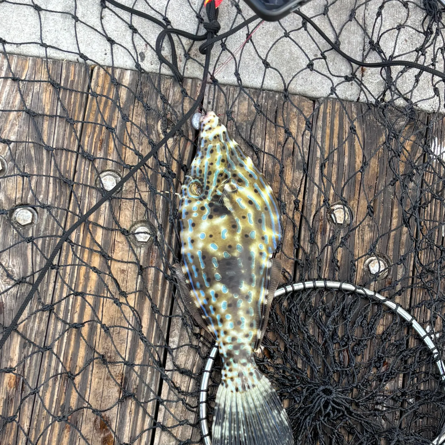 The most recent Thread-sail filefish catches on Fishbrain