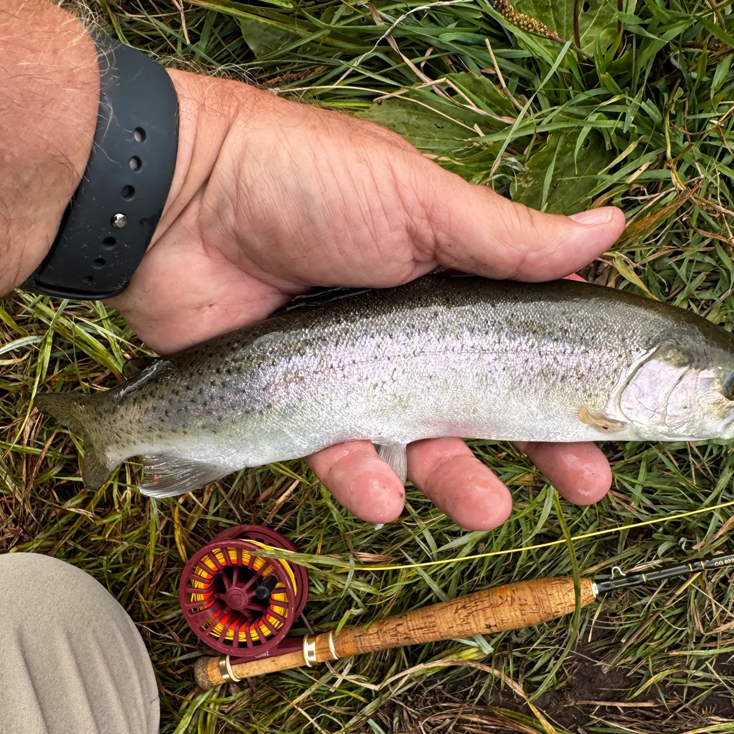 Rainbow trout caught on Fishbrain