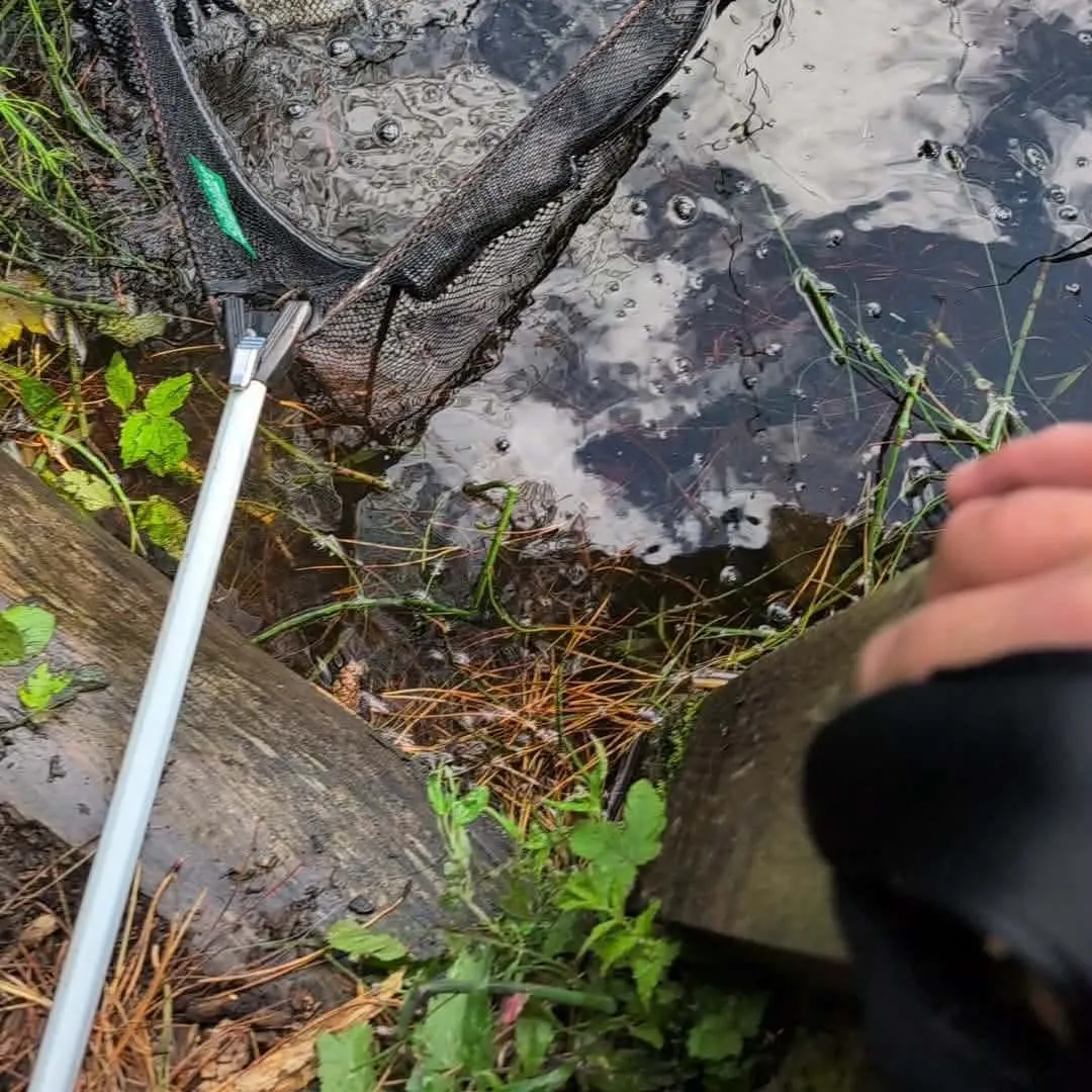 Rainbow trout caught on Fishbrain