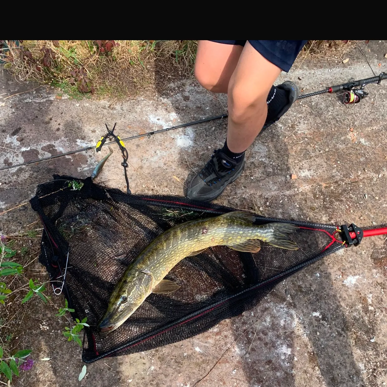 Northern pike caught on Fishbrain