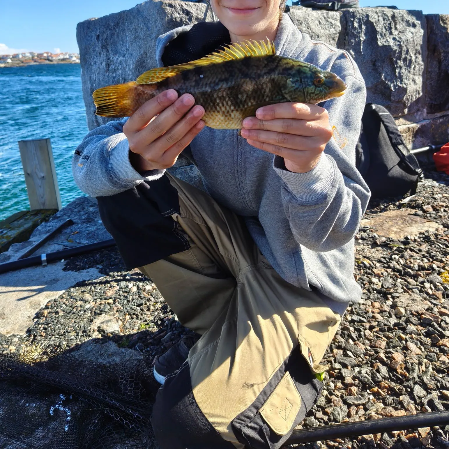 Ballan wrasse caught on Fishbrain