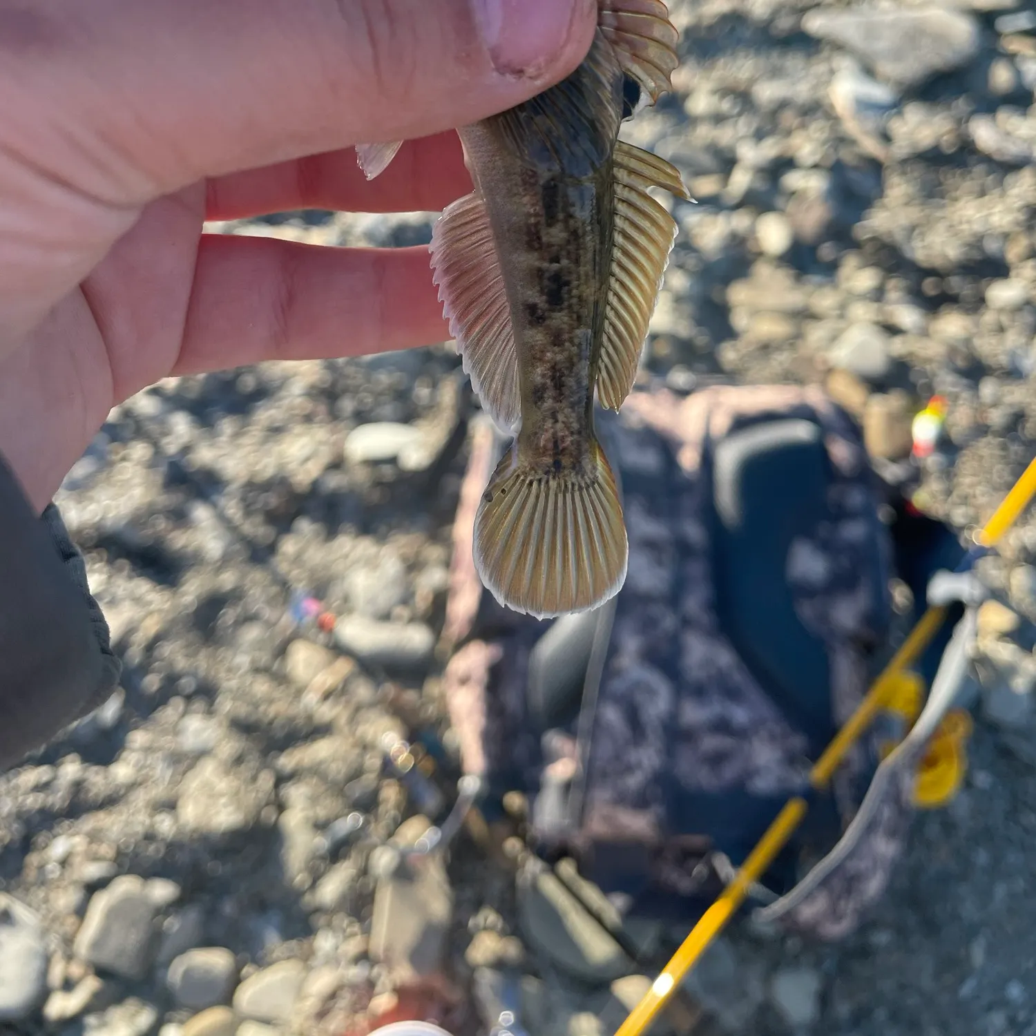 Round goby caught on Fishbrain