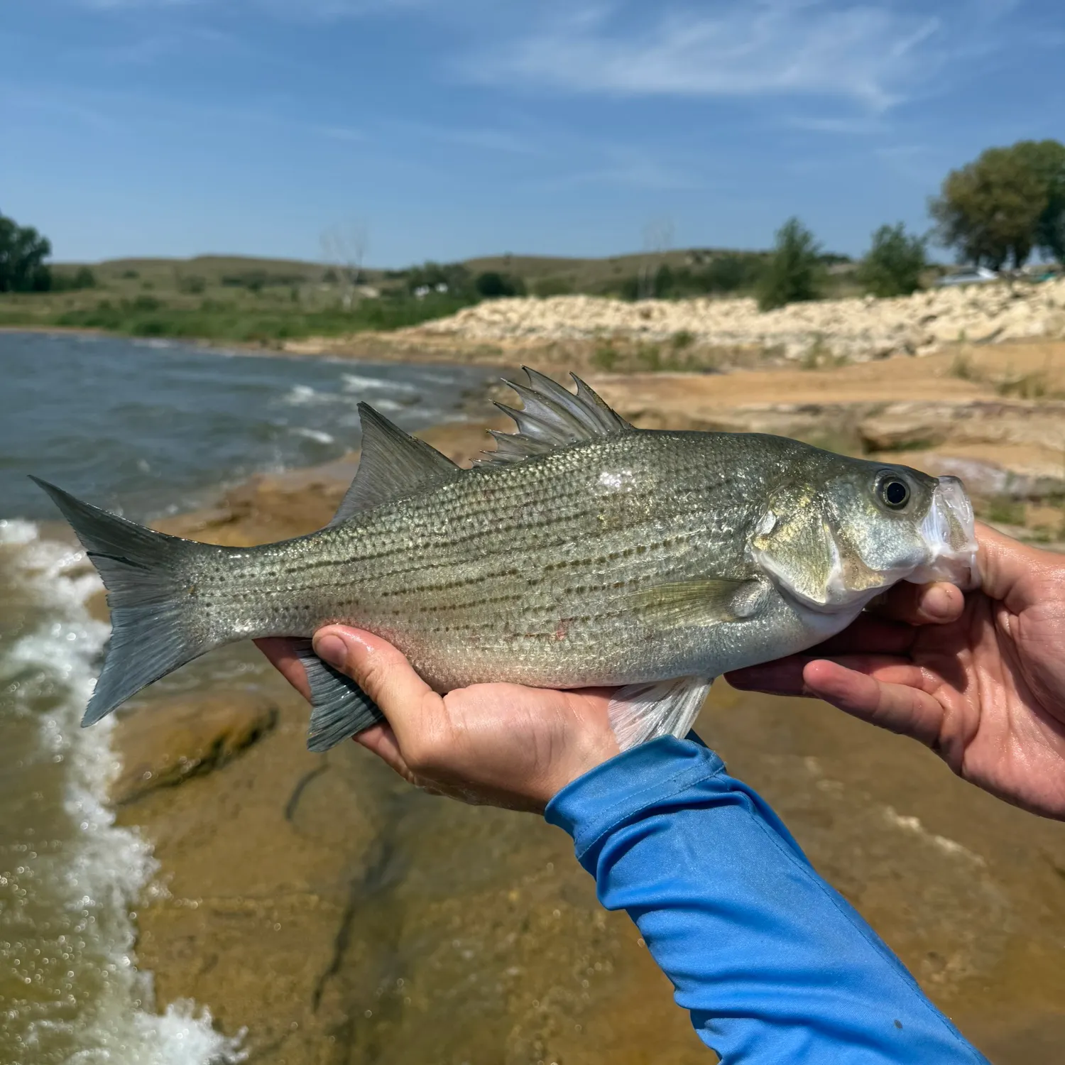 White bass caught on Fishbrain