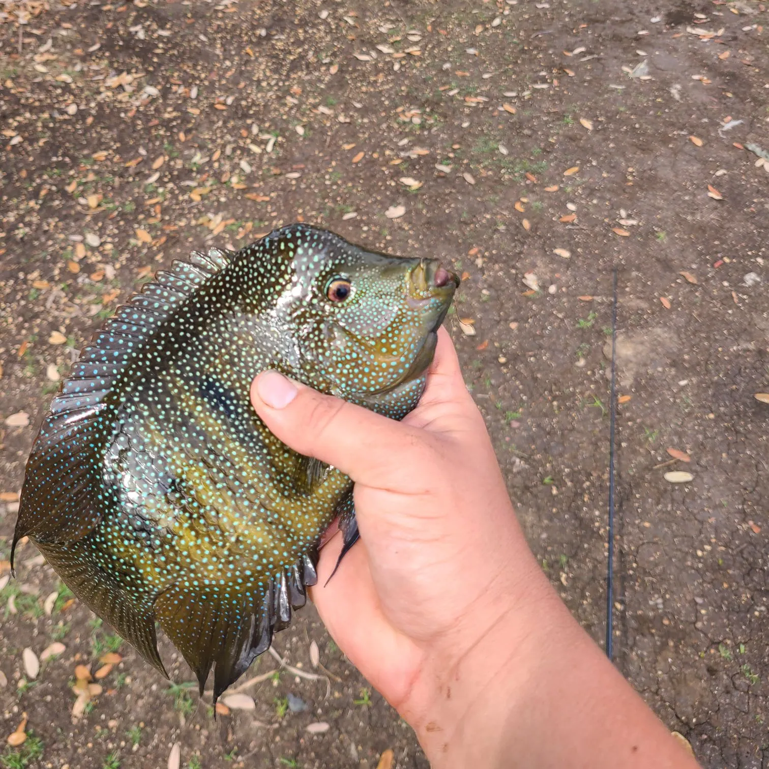 The most recent Rio Grande cichlid catches on Fishbrain