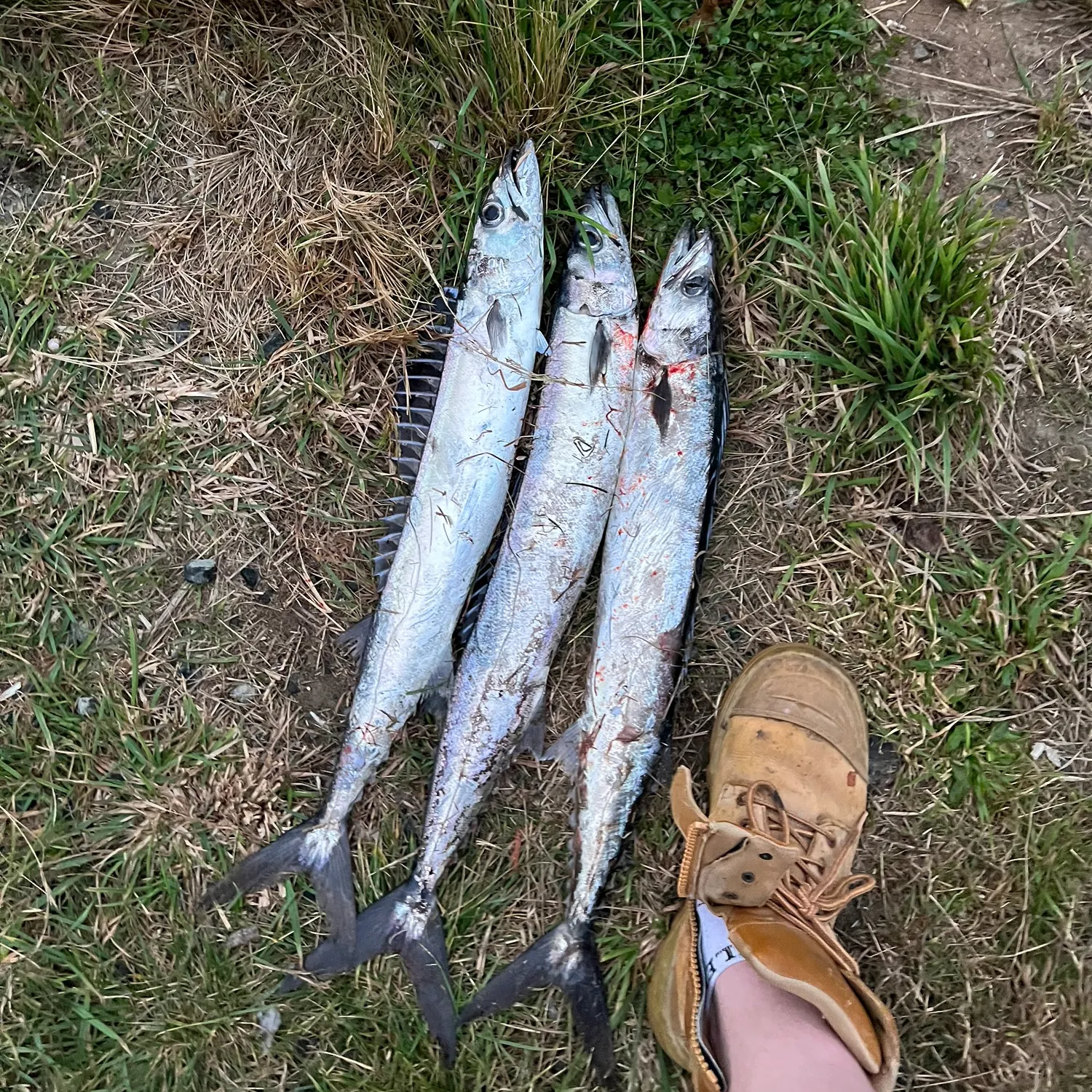 The most recent Snoek catches on Fishbrain