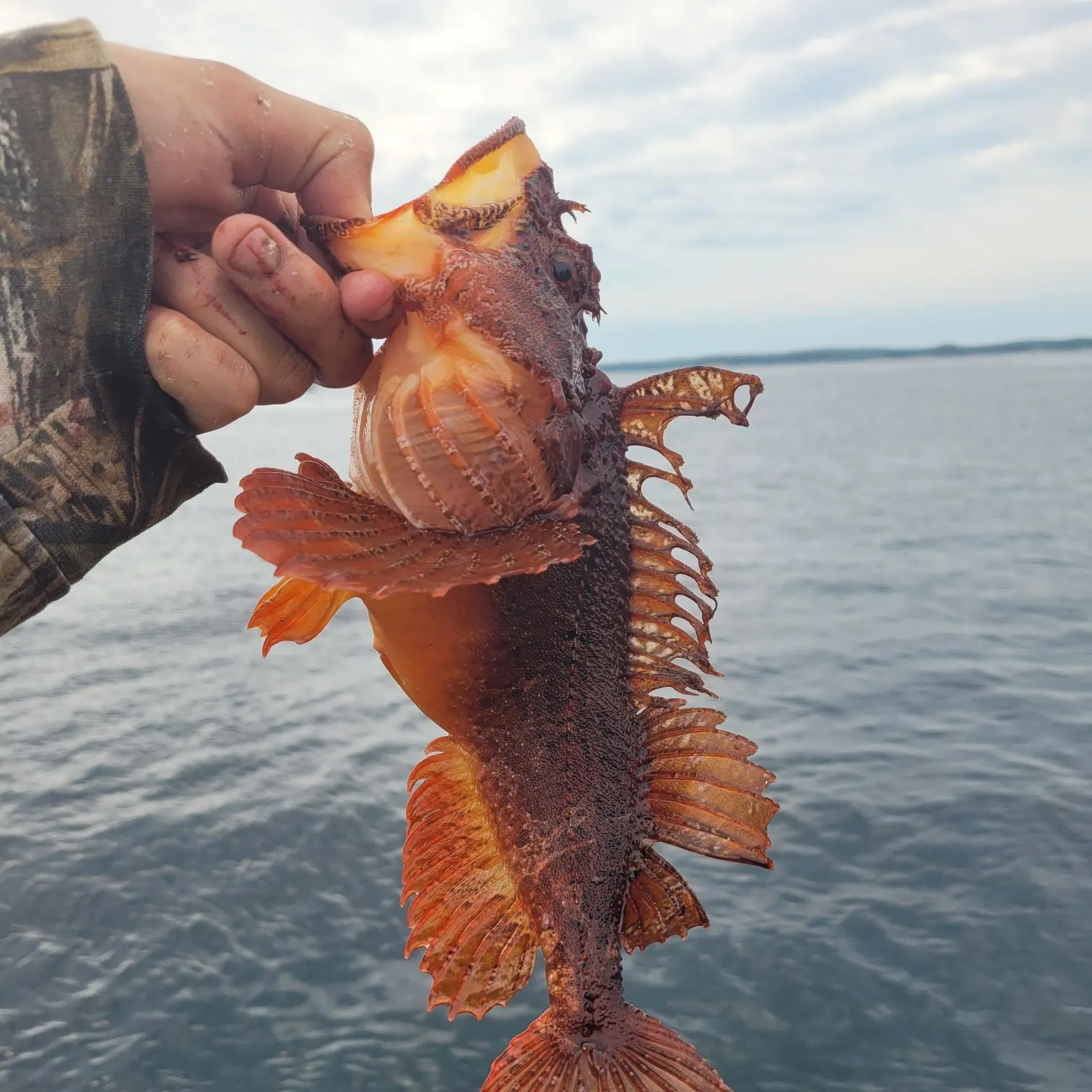 The most recent Sea raven catches on Fishbrain