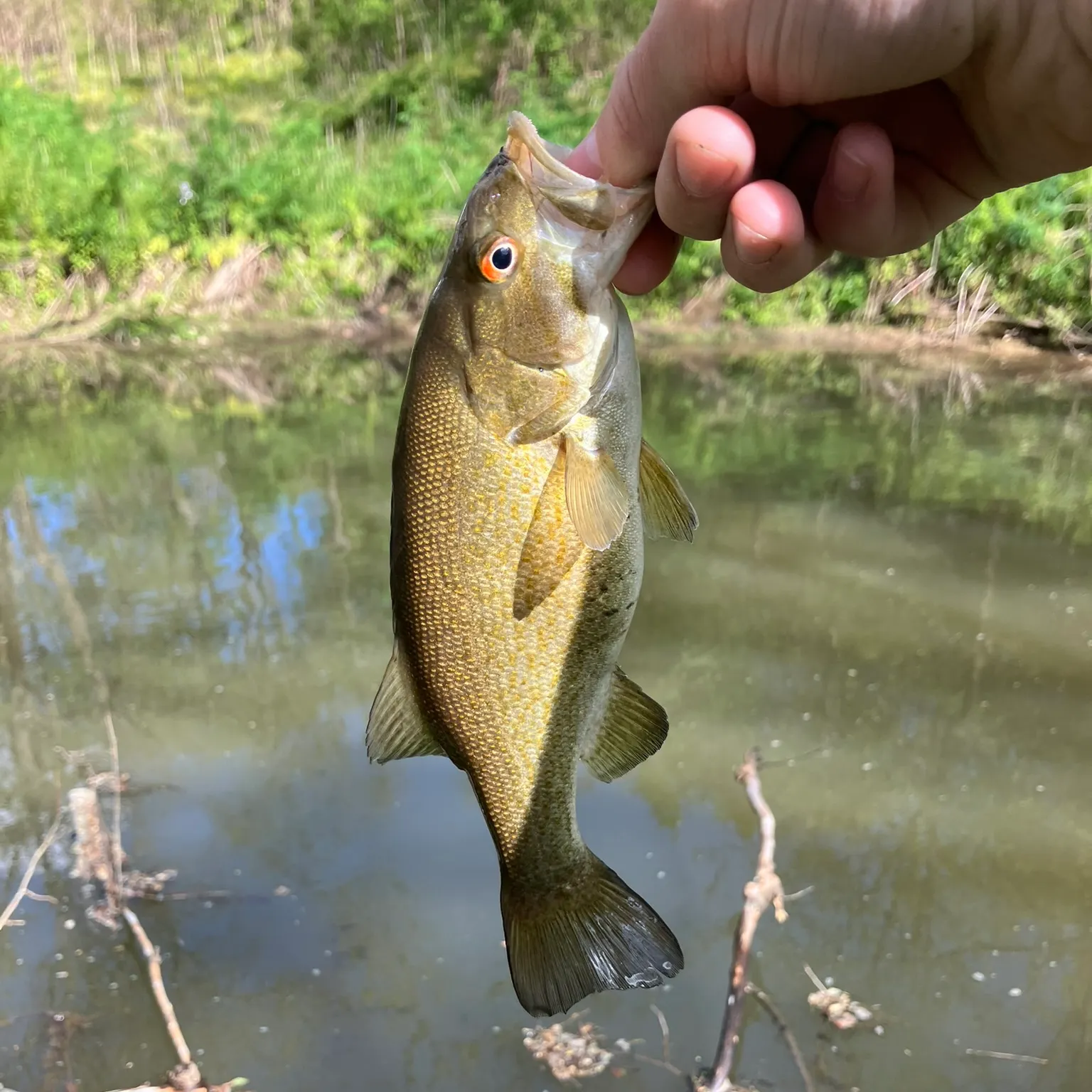 The most recent Smallmouth bass catches on Fishbrain
