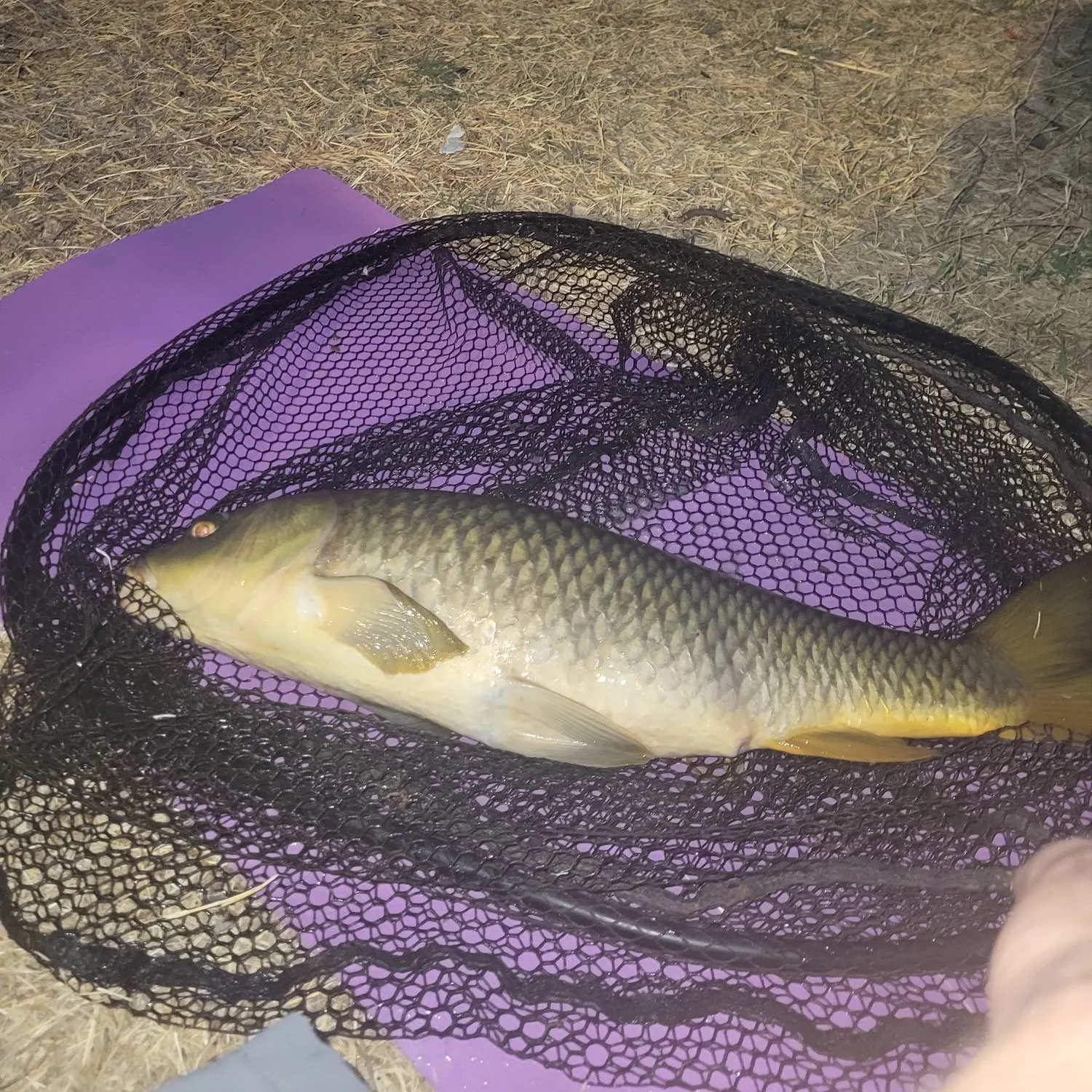 Common carp caught on Fishbrain