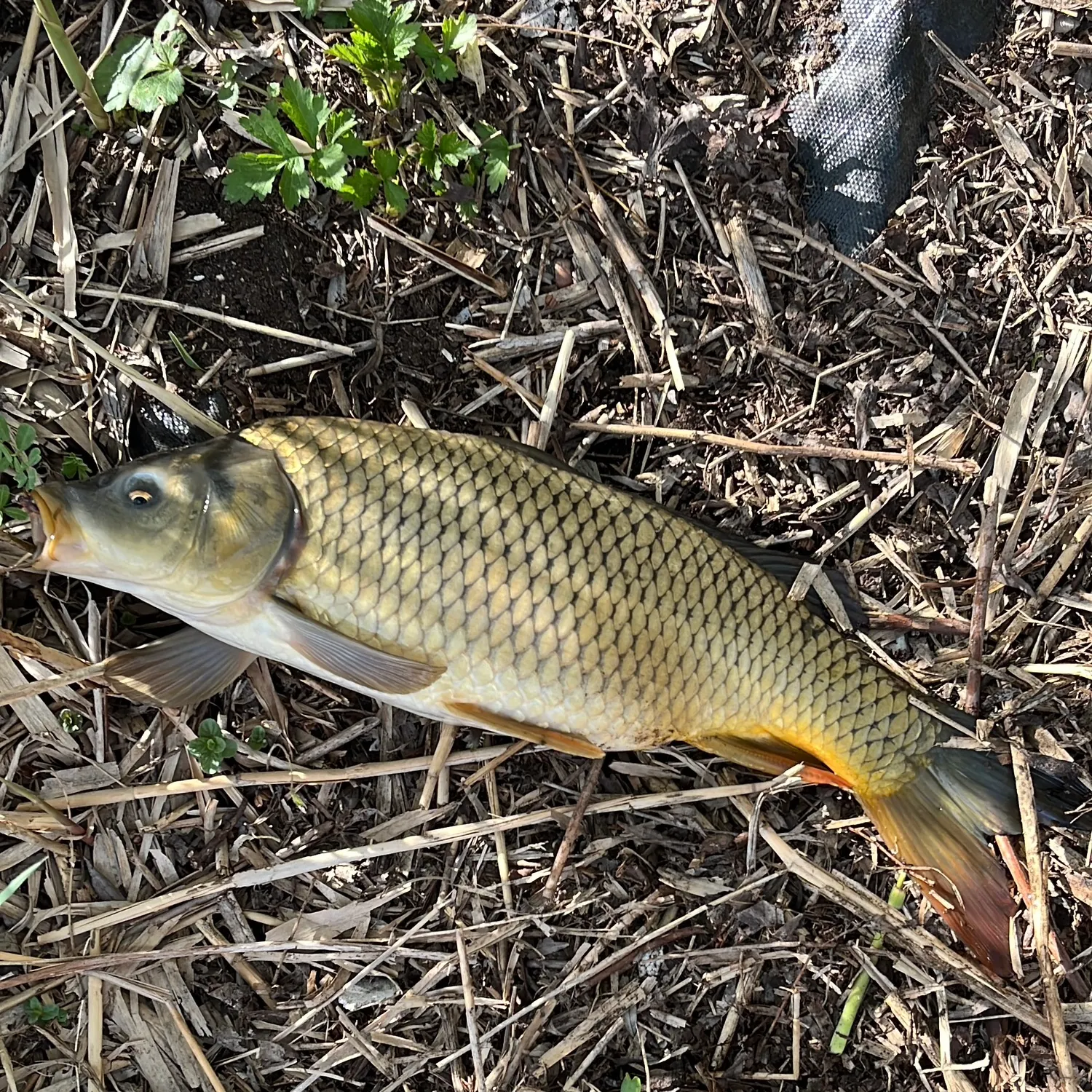The most recent Common carp catches on Fishbrain