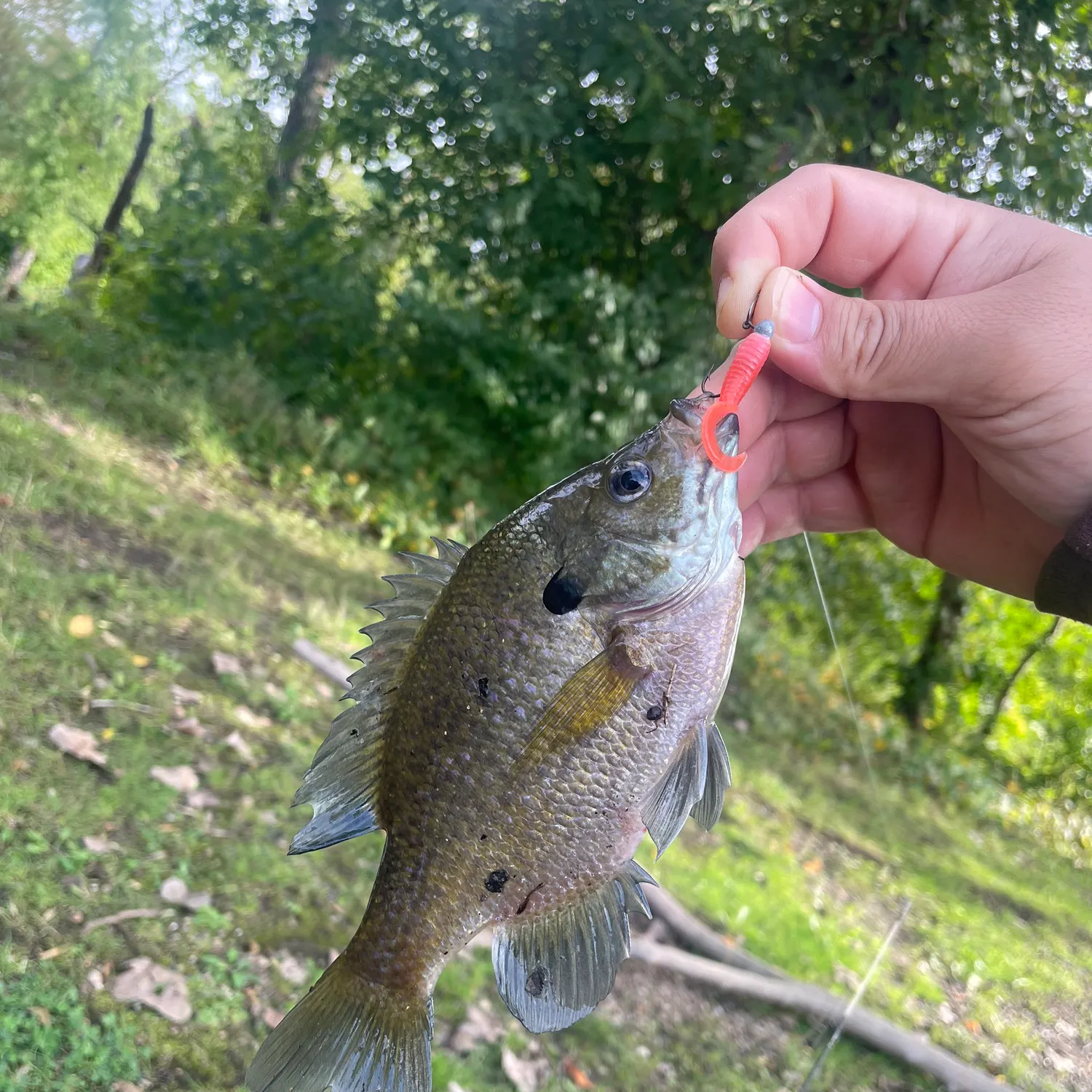 Bluegill caught on Fishbrain