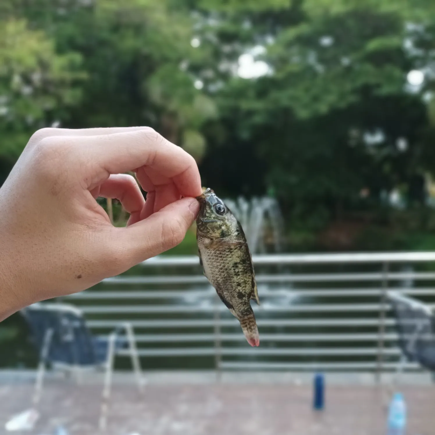 The most recent Spotted tilapia catches on Fishbrain