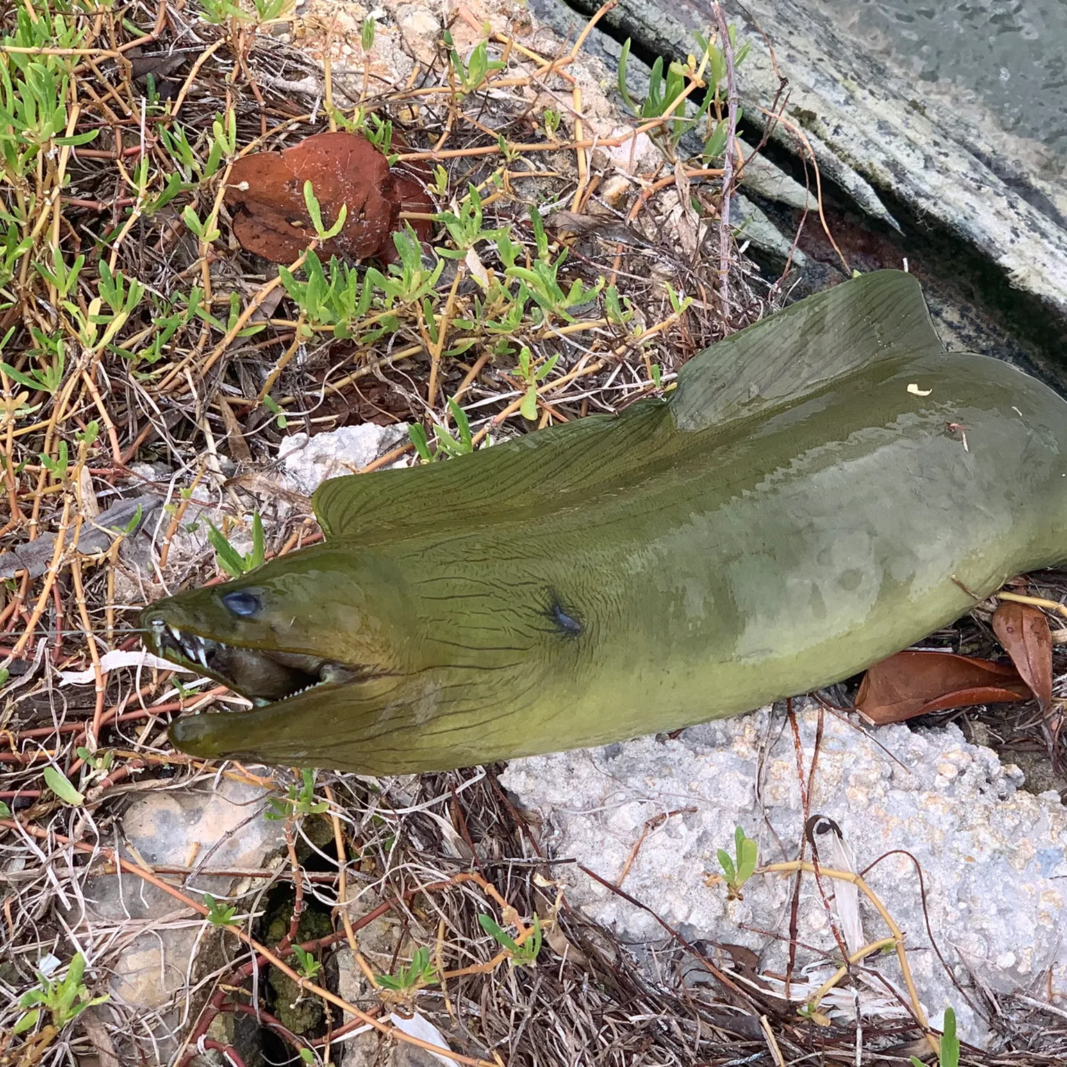 The most recent Green moray catches on Fishbrain