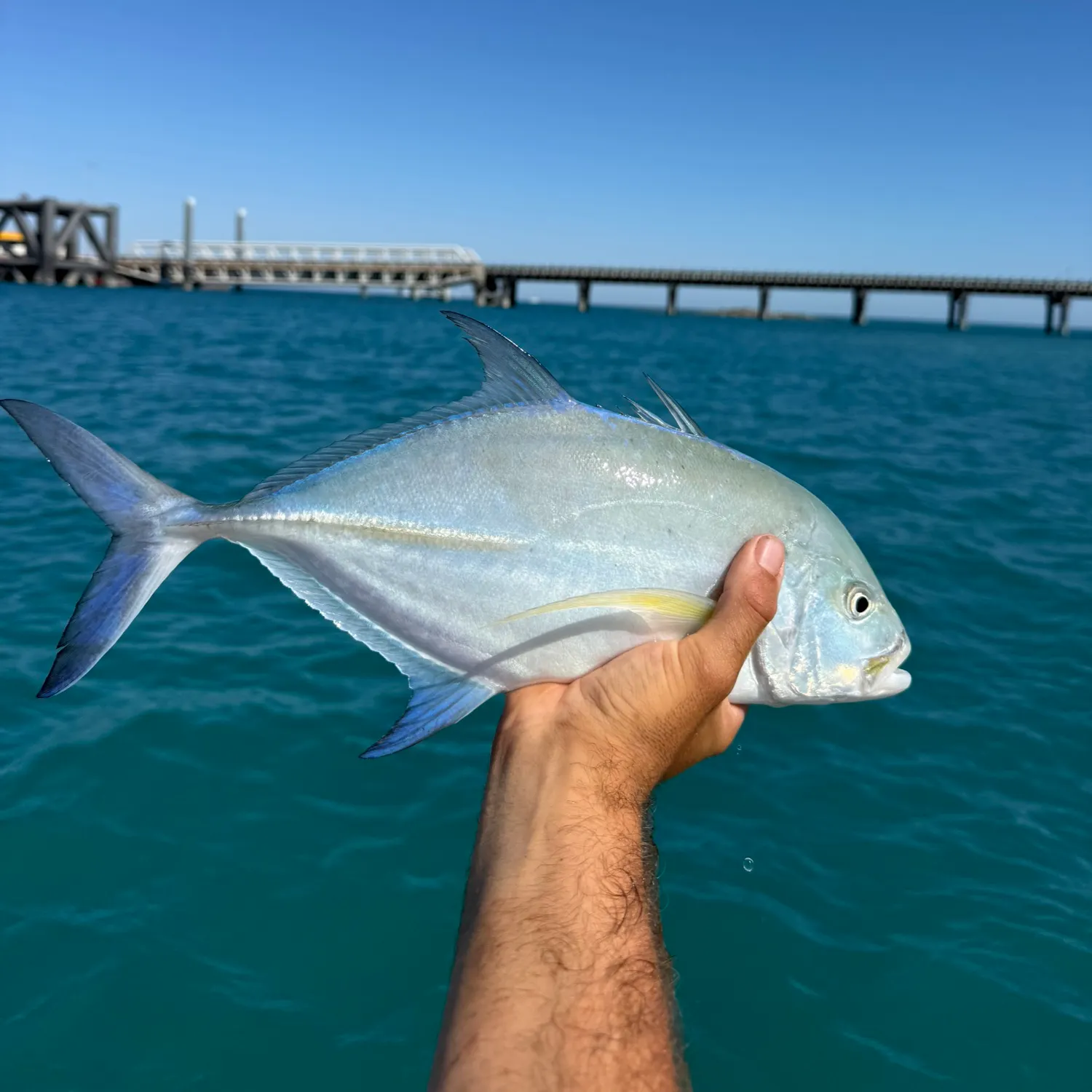 Bluefin trevally caught on Fishbrain