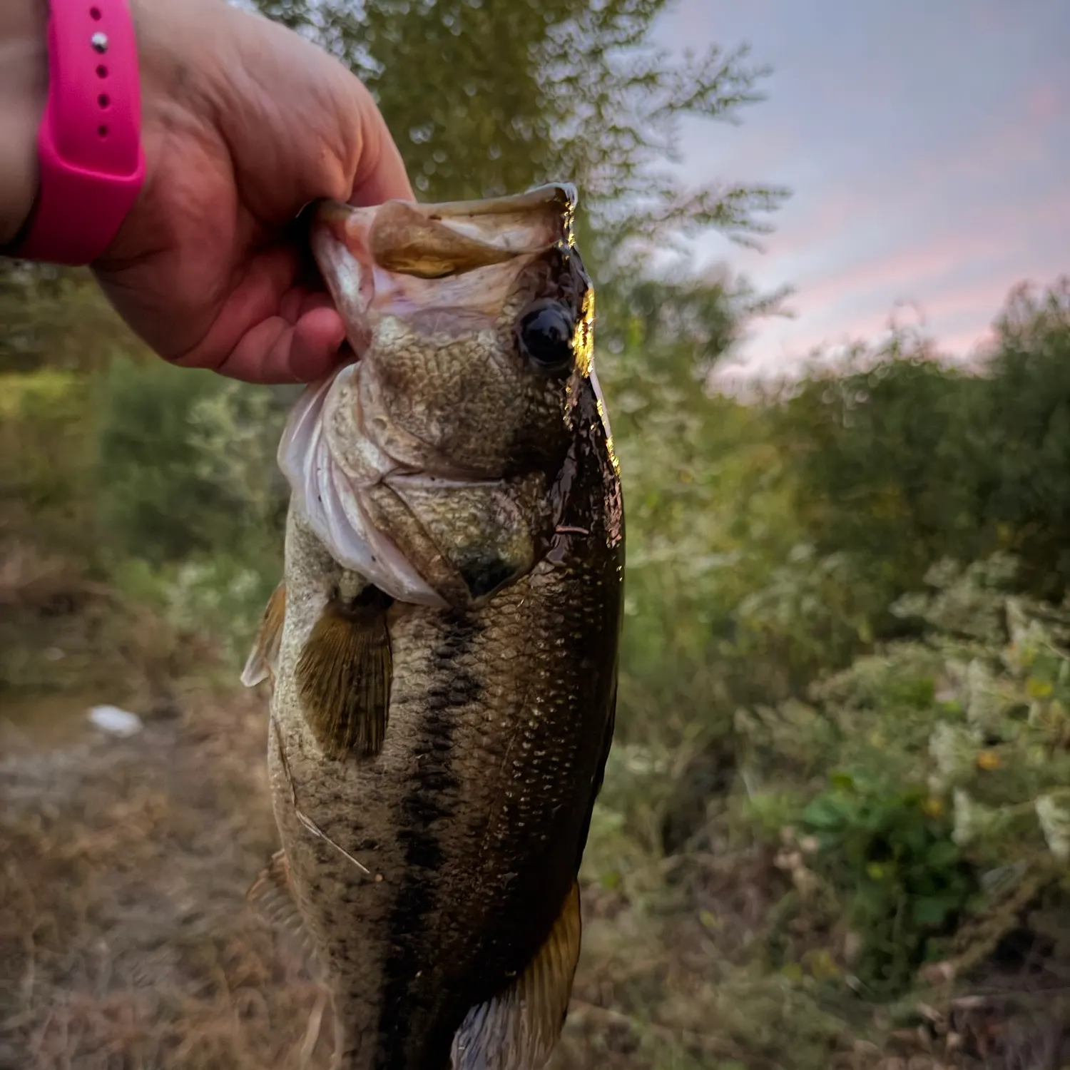 Largemouth bass caught on Fishbrain