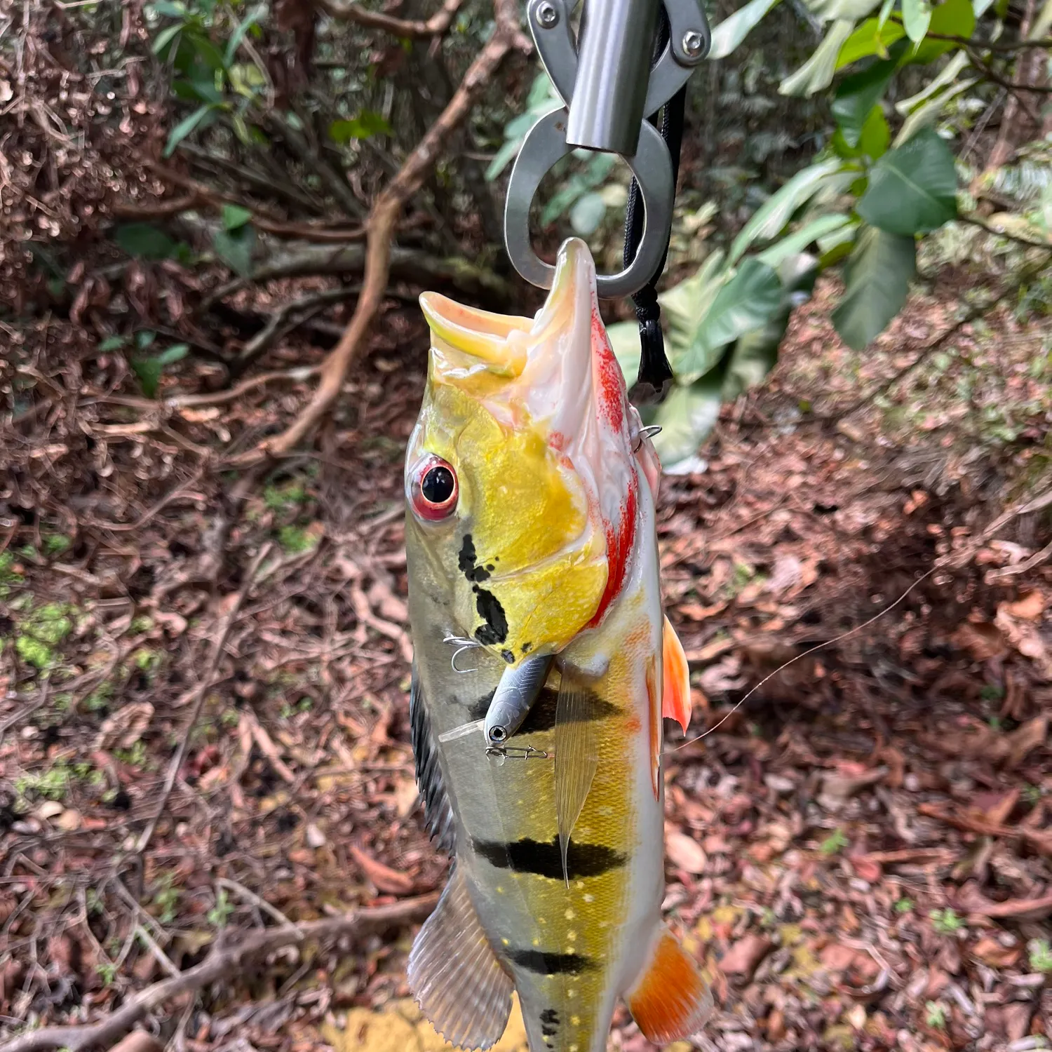 Butterfly peacock bass caught on Fishbrain