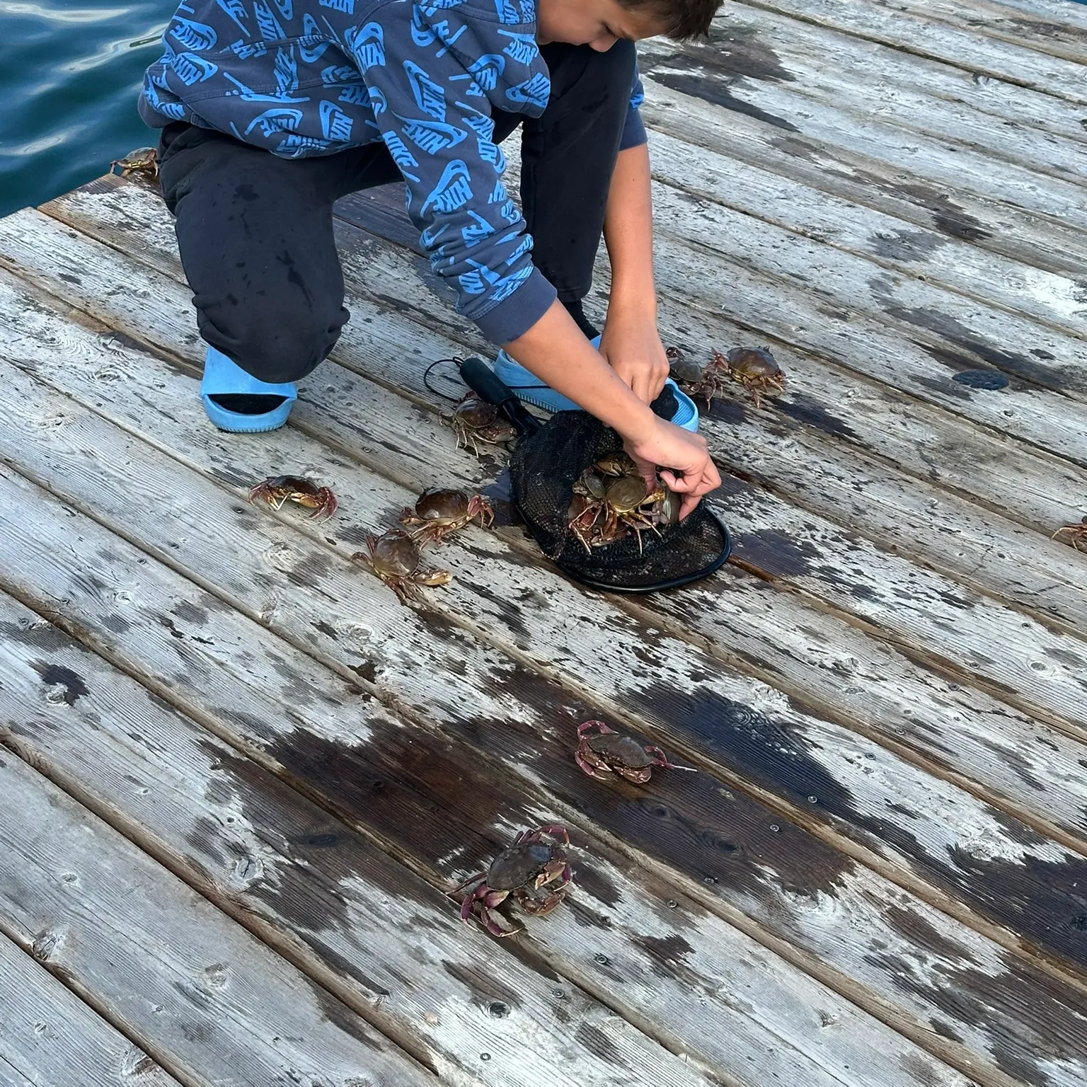 The most recent Dungeness crab catches on Fishbrain