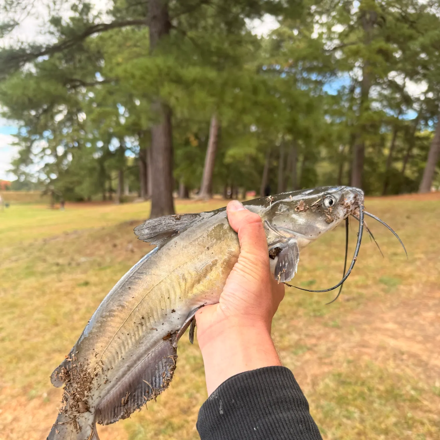 Channel catfish caught on Fishbrain