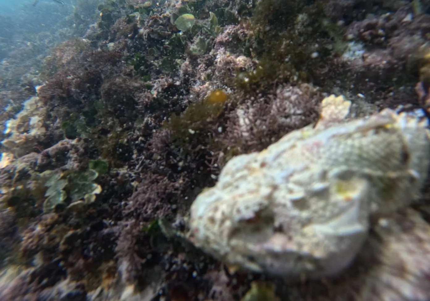 Estuarine stonefish