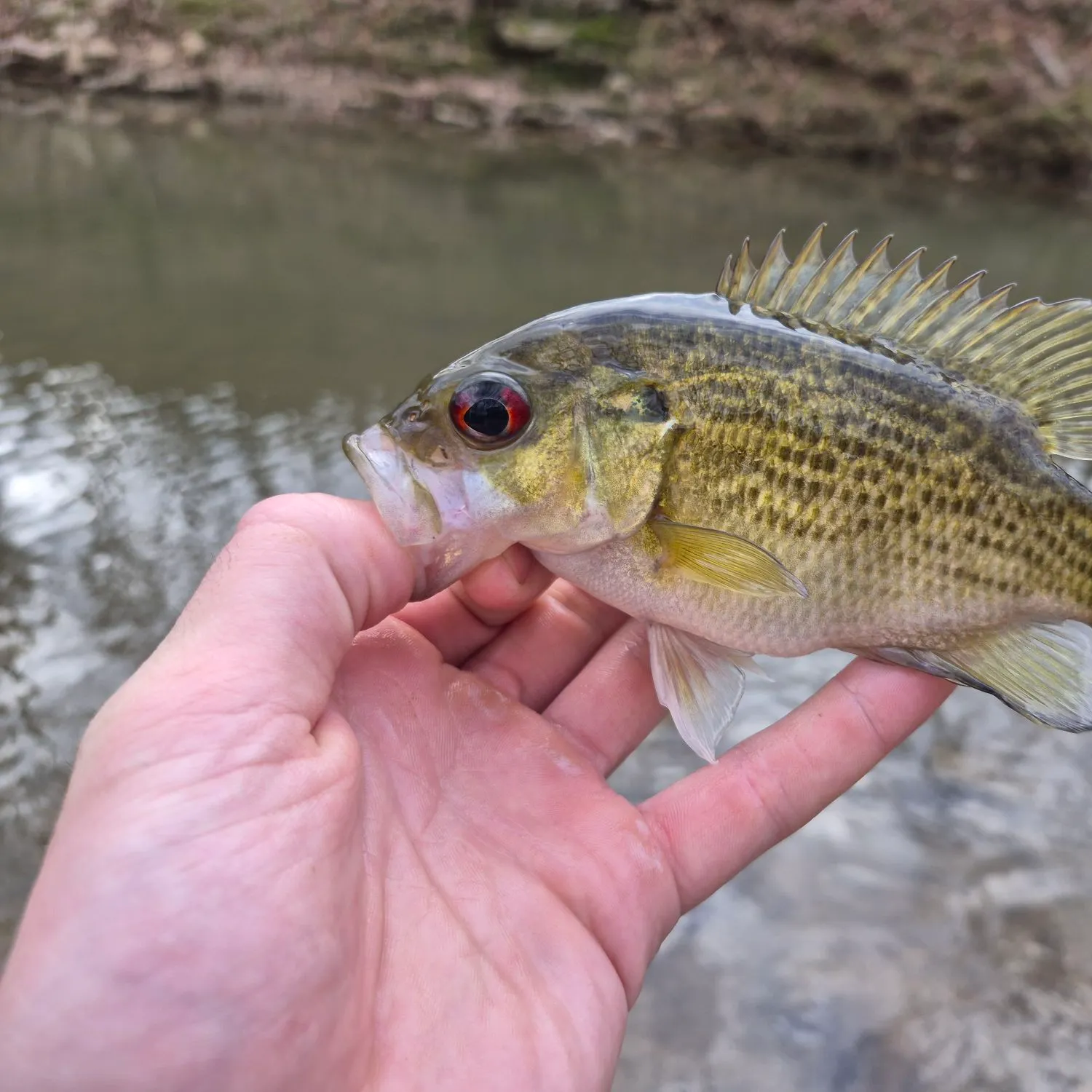 The most recent Rock bass catches on Fishbrain