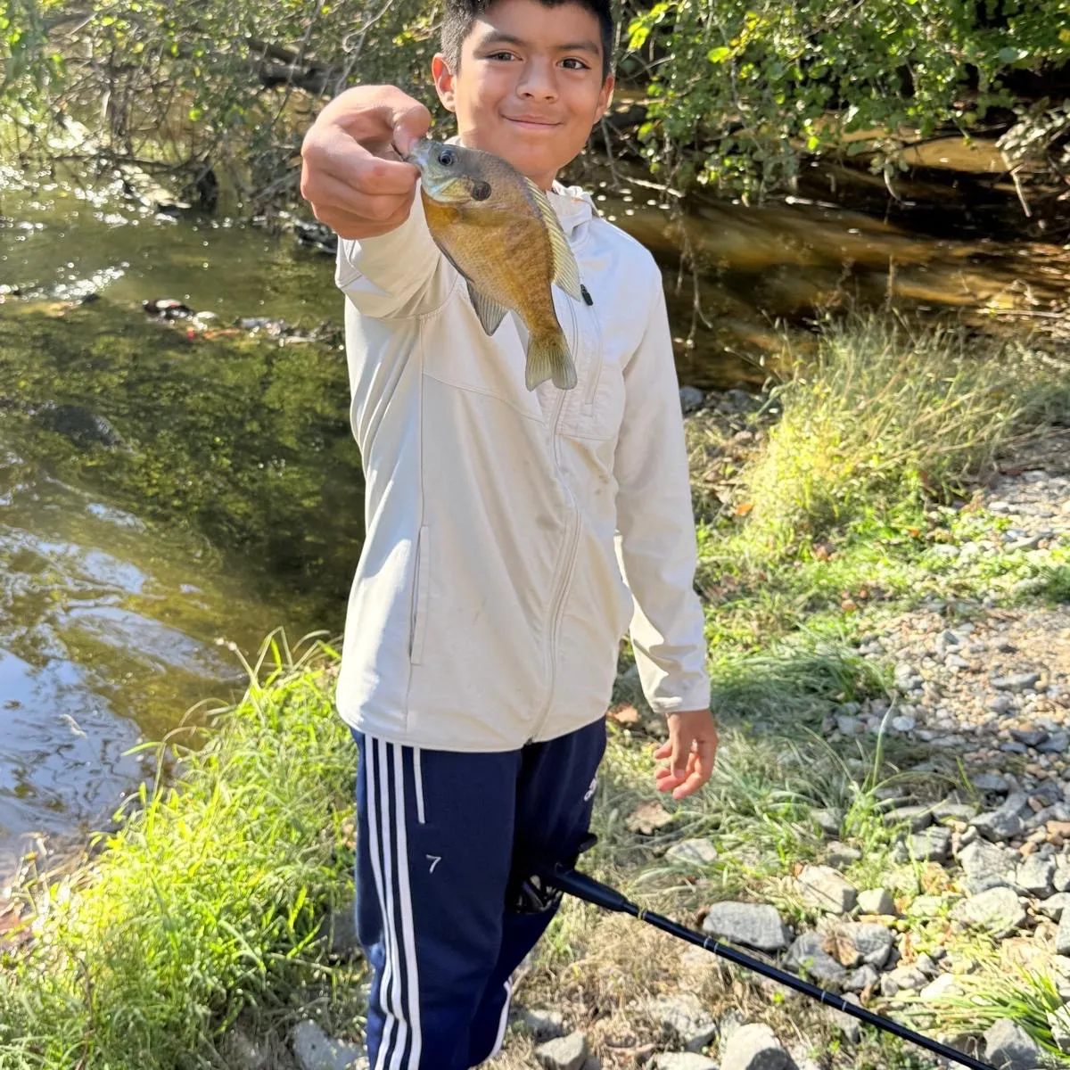 Bluegill caught on Fishbrain