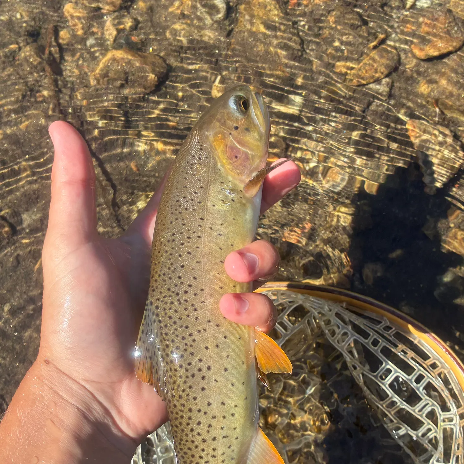 Westslope cutthroat trout caught on Fishbrain