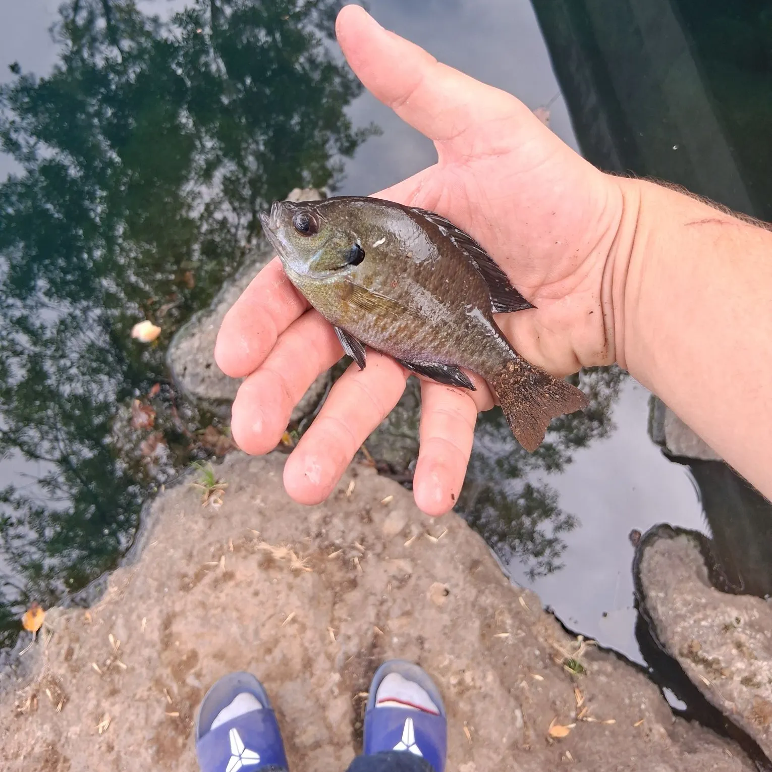 Bluegill caught on Fishbrain