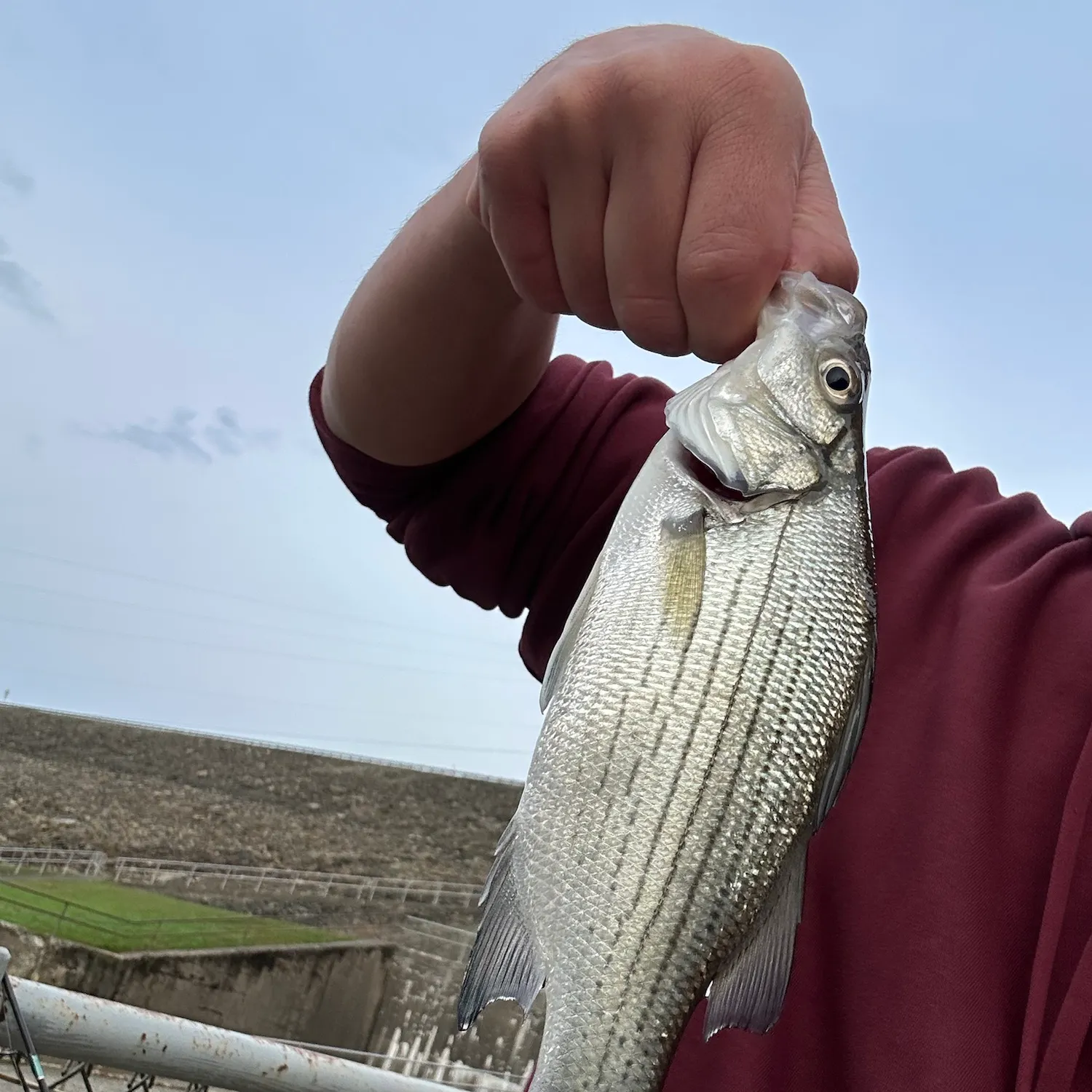White bass caught on Fishbrain