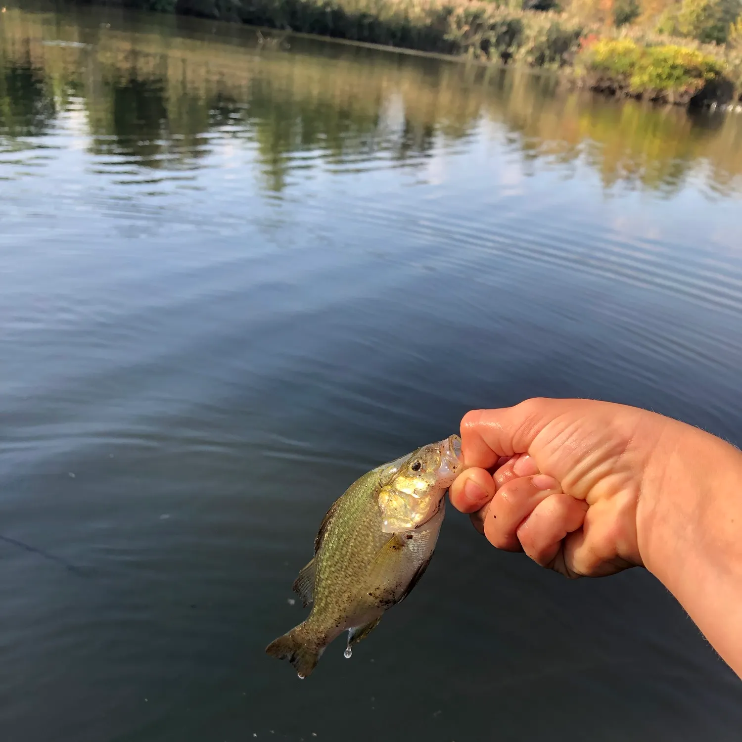 White perch caught on Fishbrain