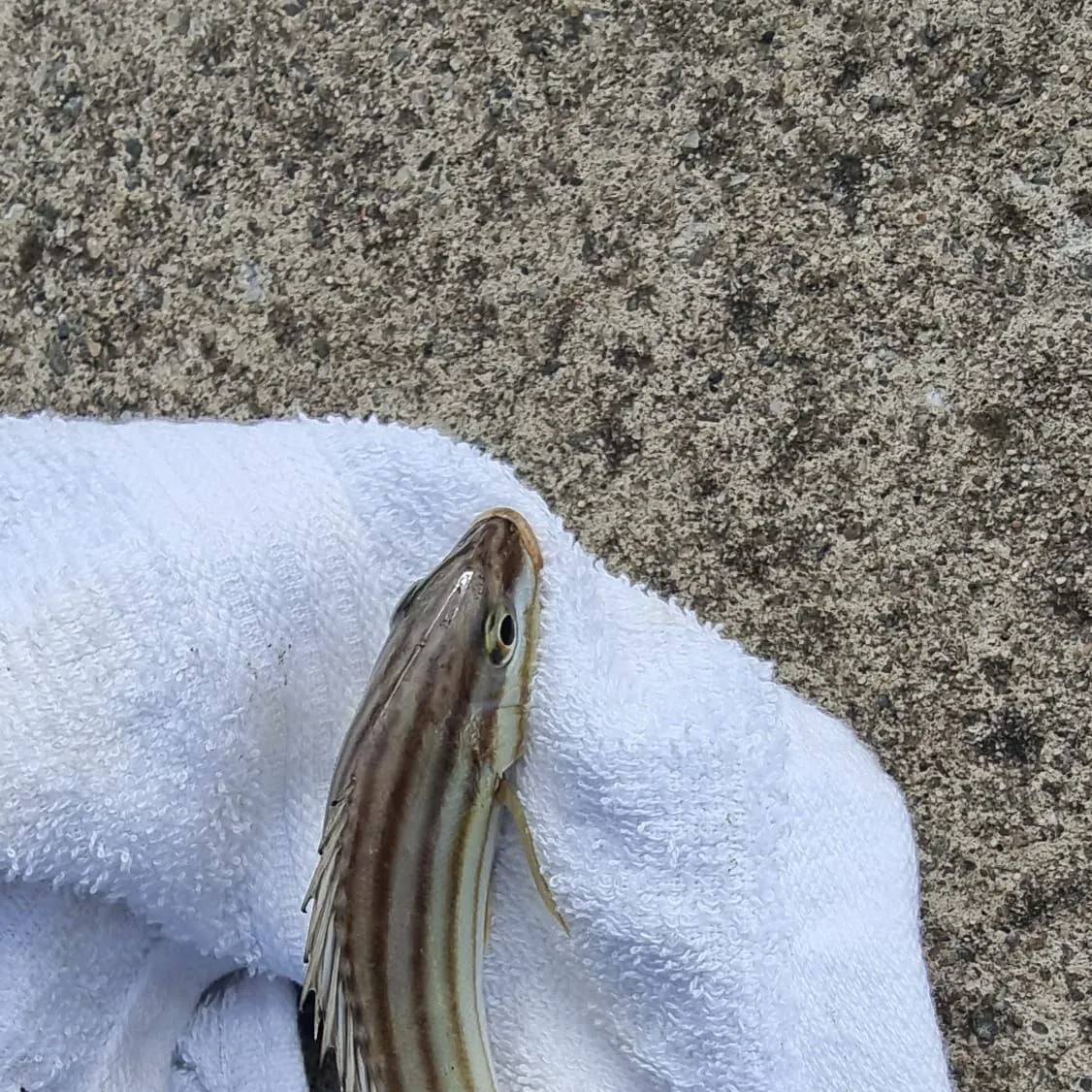 The most recent Eastern striped grunter catches on Fishbrain
