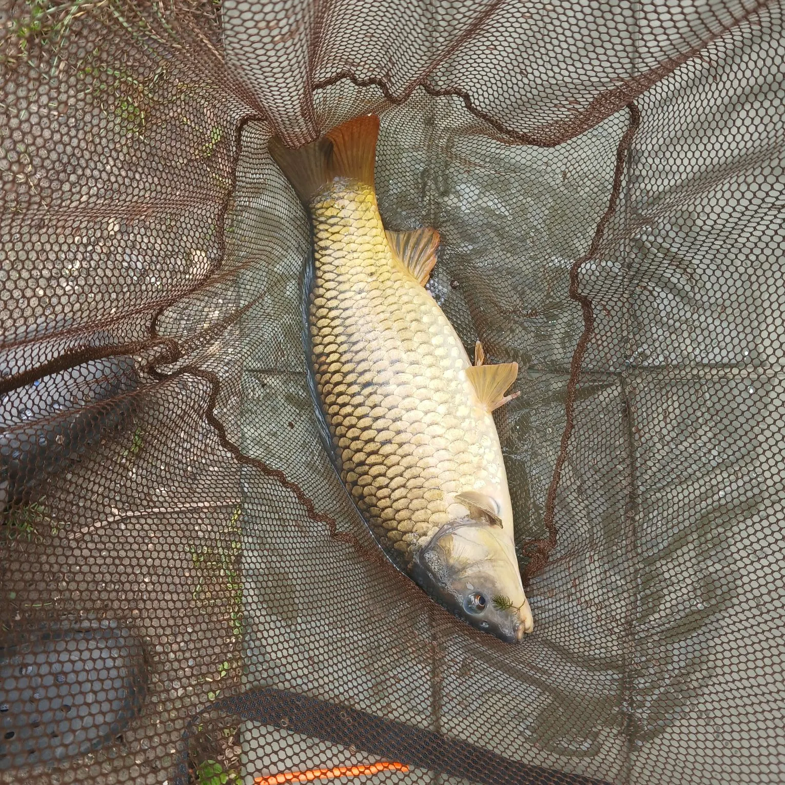 Common carp caught on Fishbrain