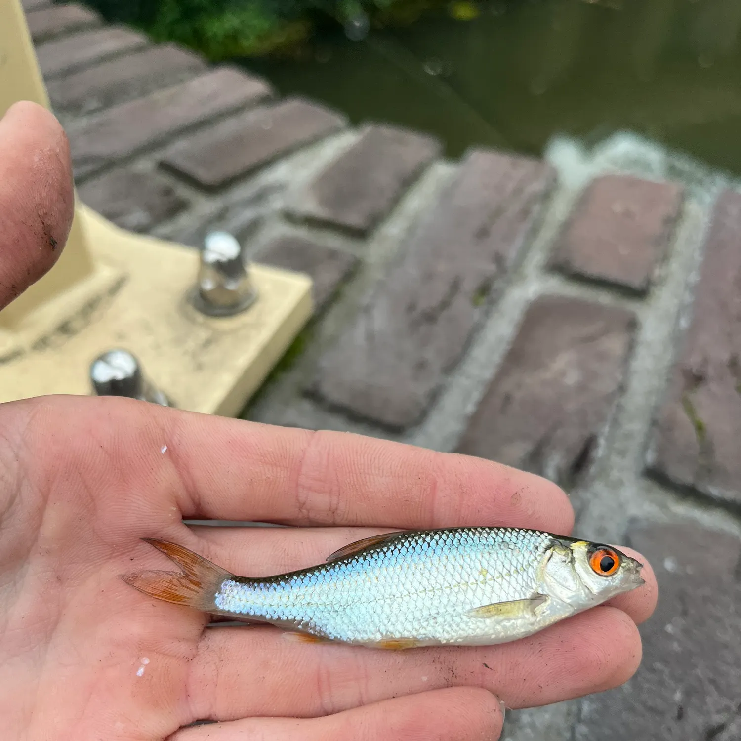 Common roach caught on Fishbrain