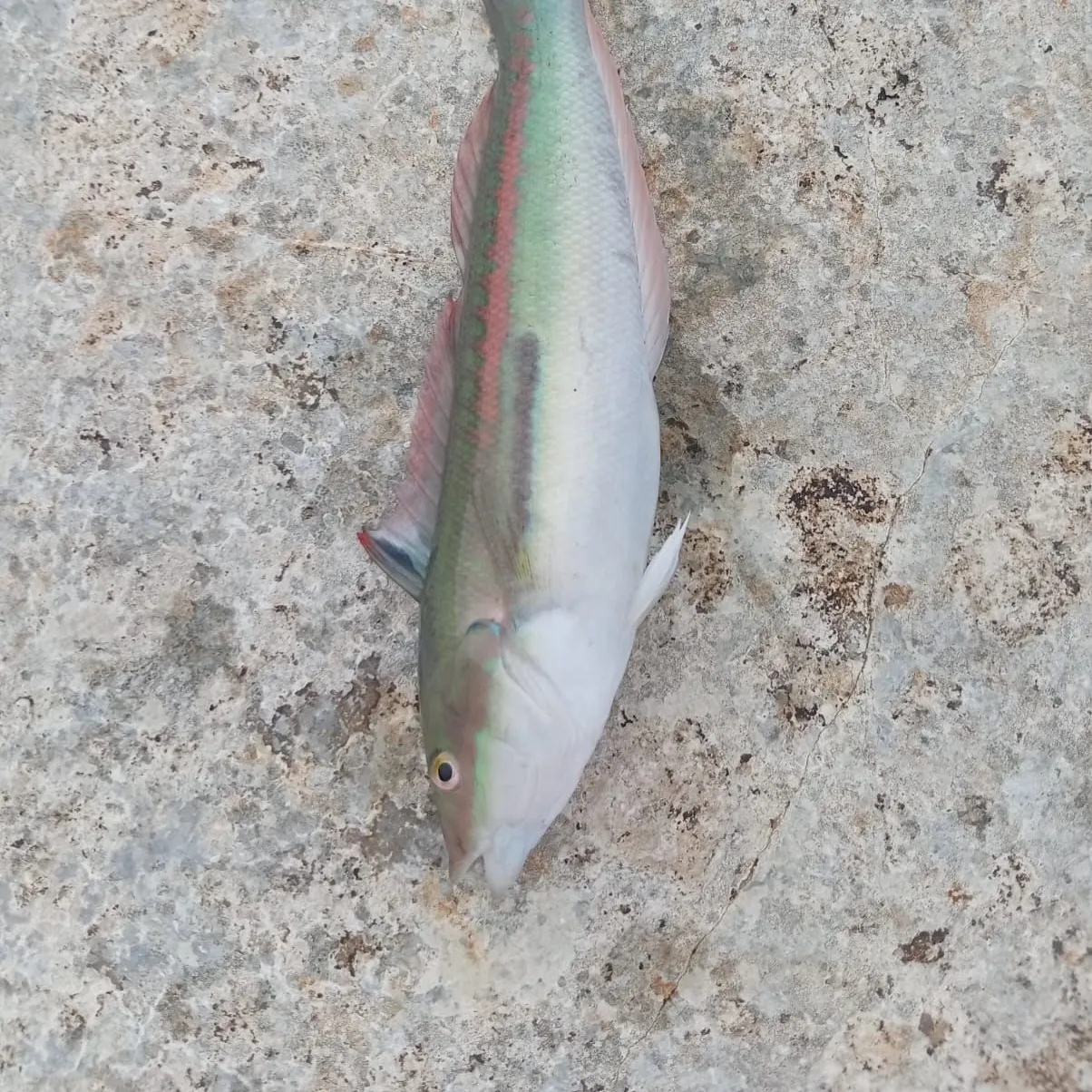 The most recent Mediterranean rainbow wrasse catches on Fishbrain