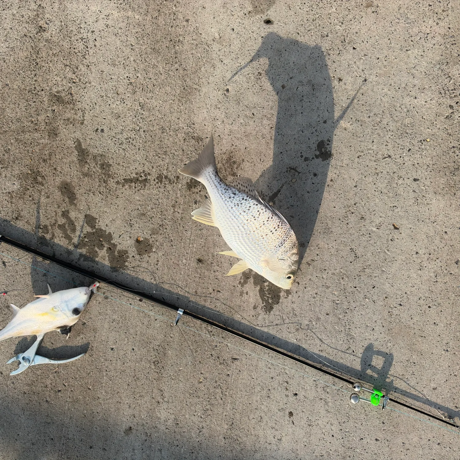 The most recent Smallspotted grunter catches on Fishbrain