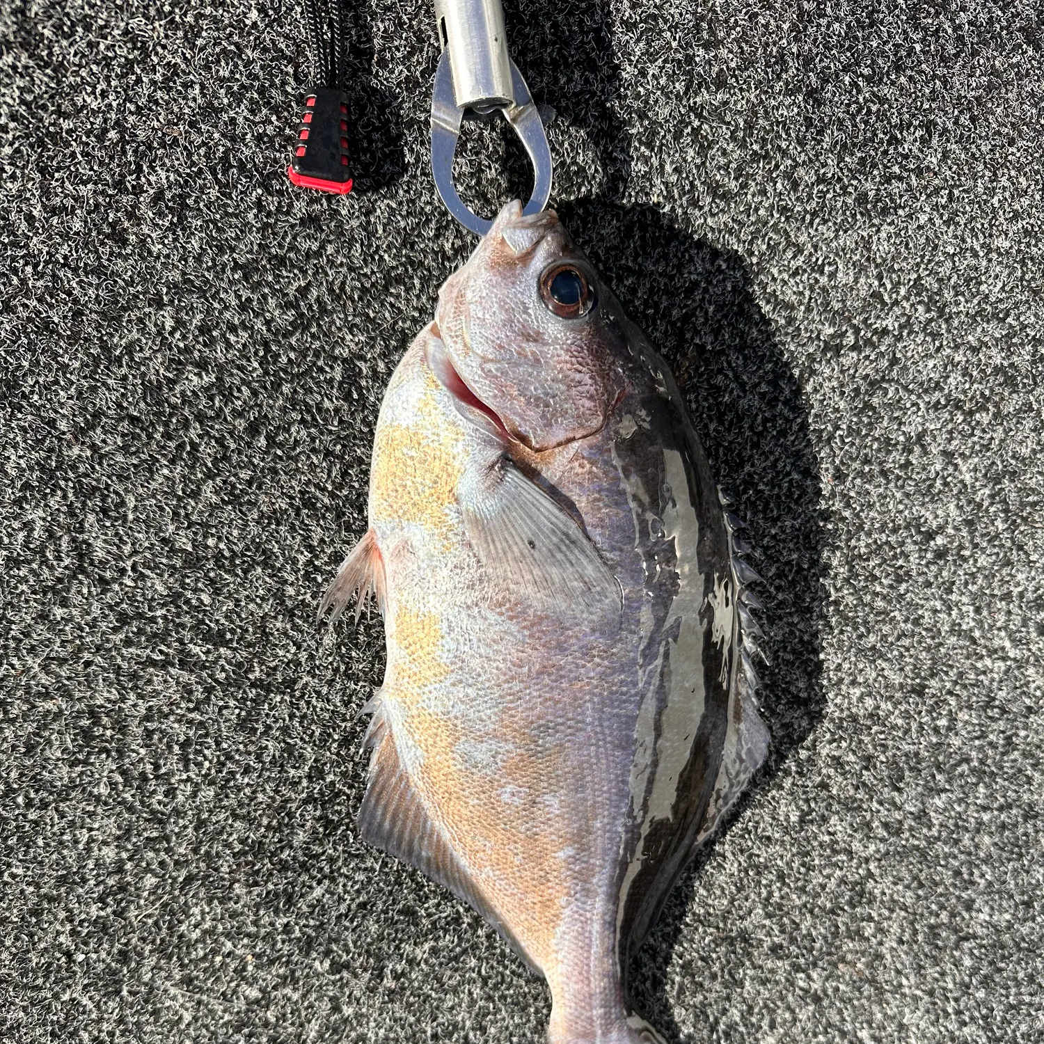 Bluenose warehou caught on Fishbrain