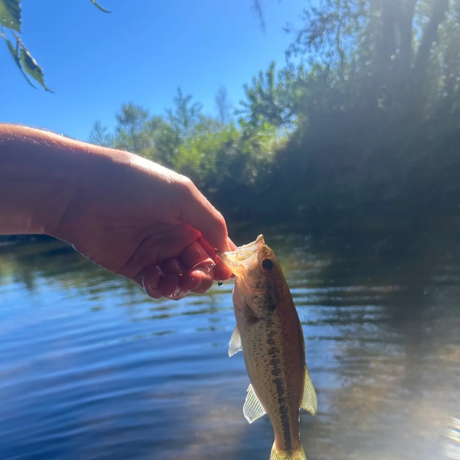 Largemouth bass caught on Fishbrain