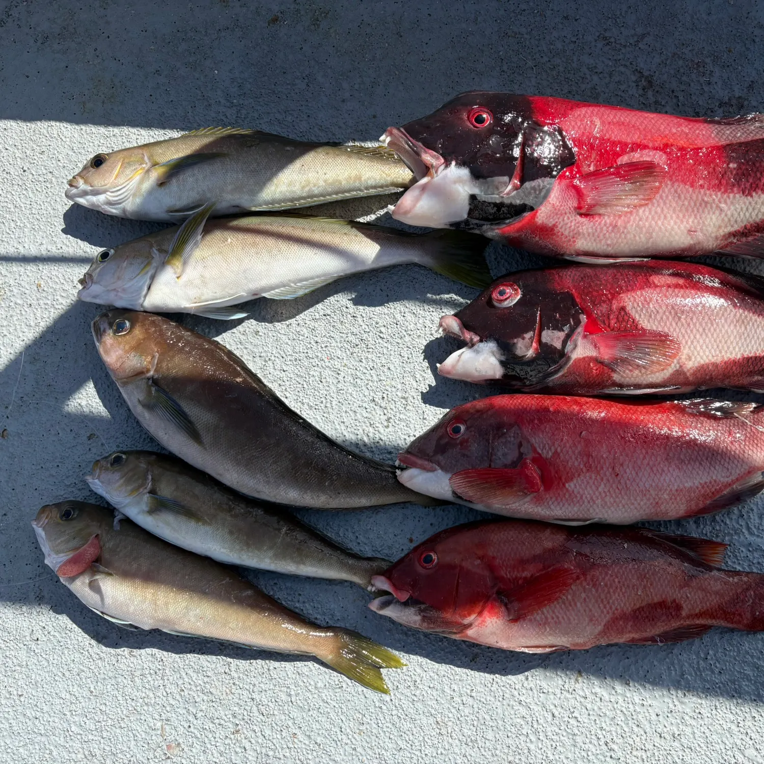 recently logged catches