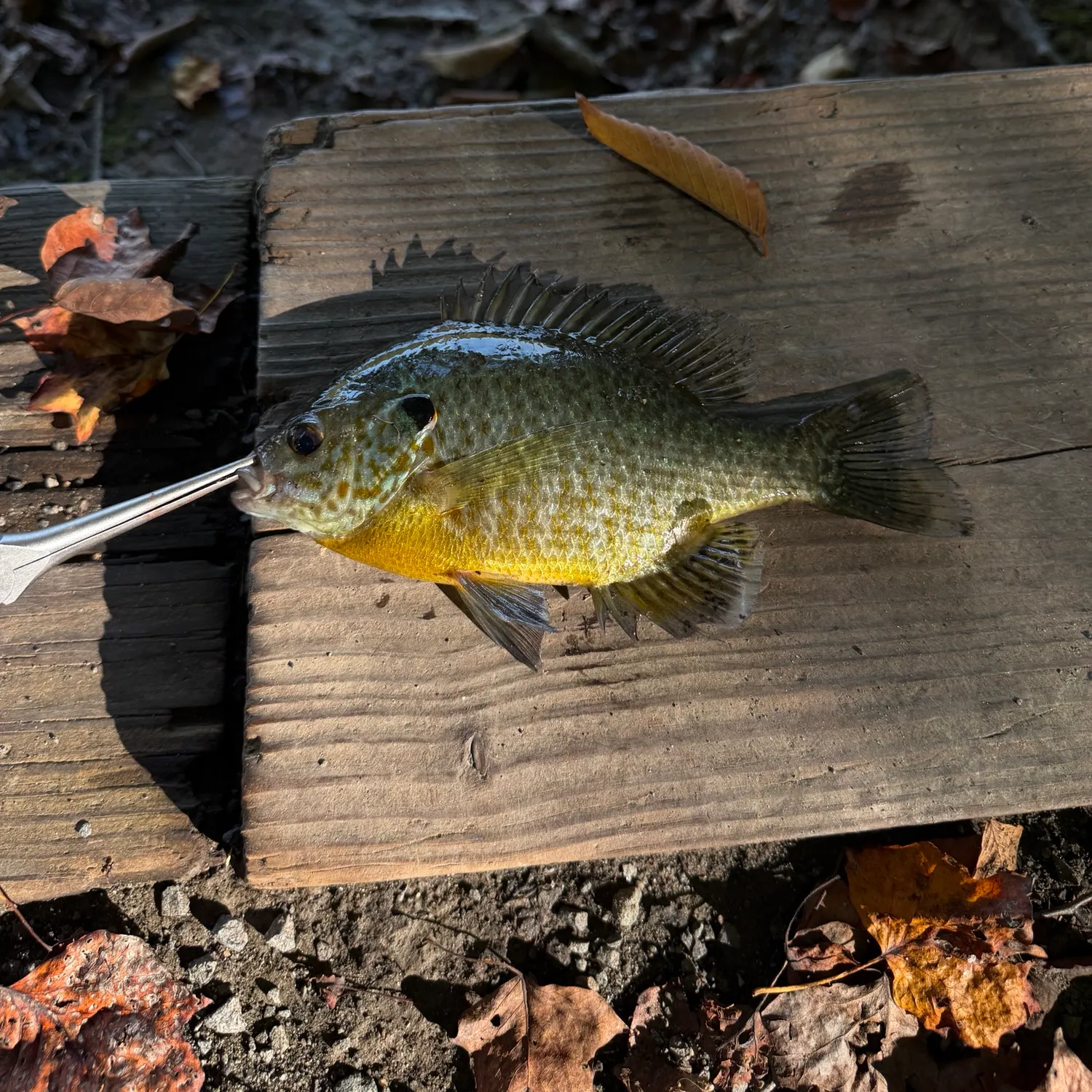 Bluegill caught on Fishbrain
