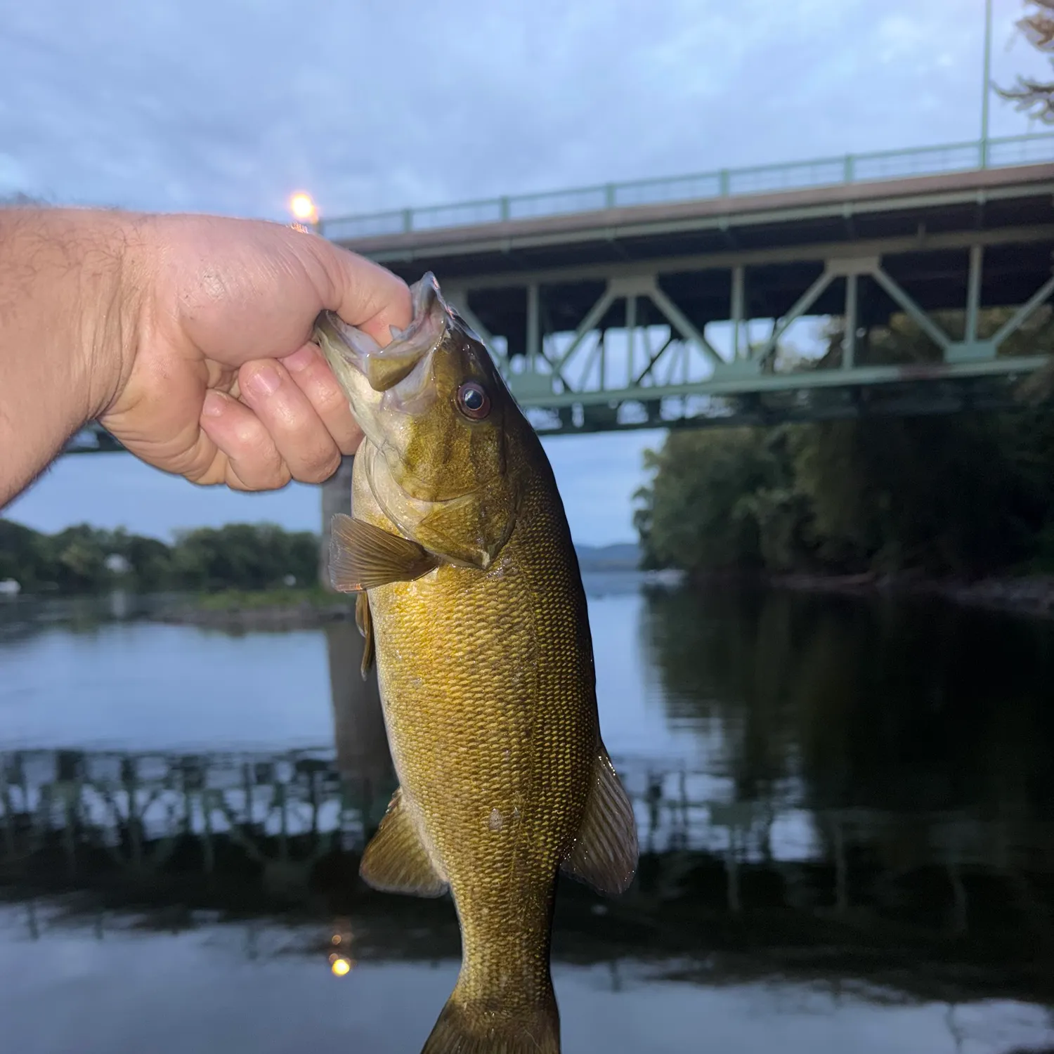 Smallmouth bass caught on Fishbrain