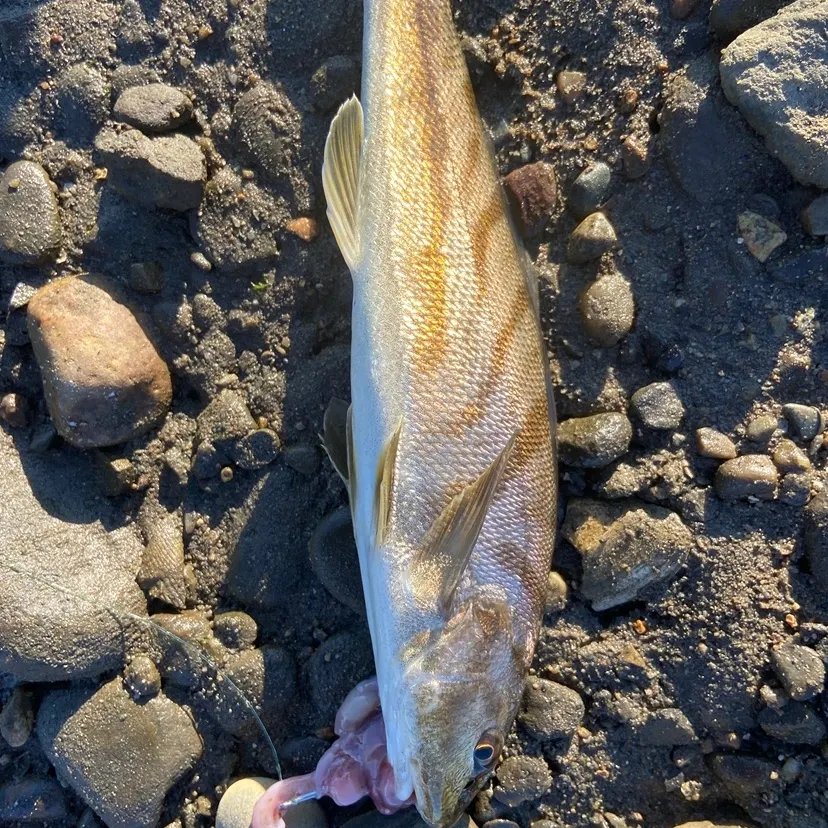 The most recent Northern kingcroaker catches on Fishbrain
