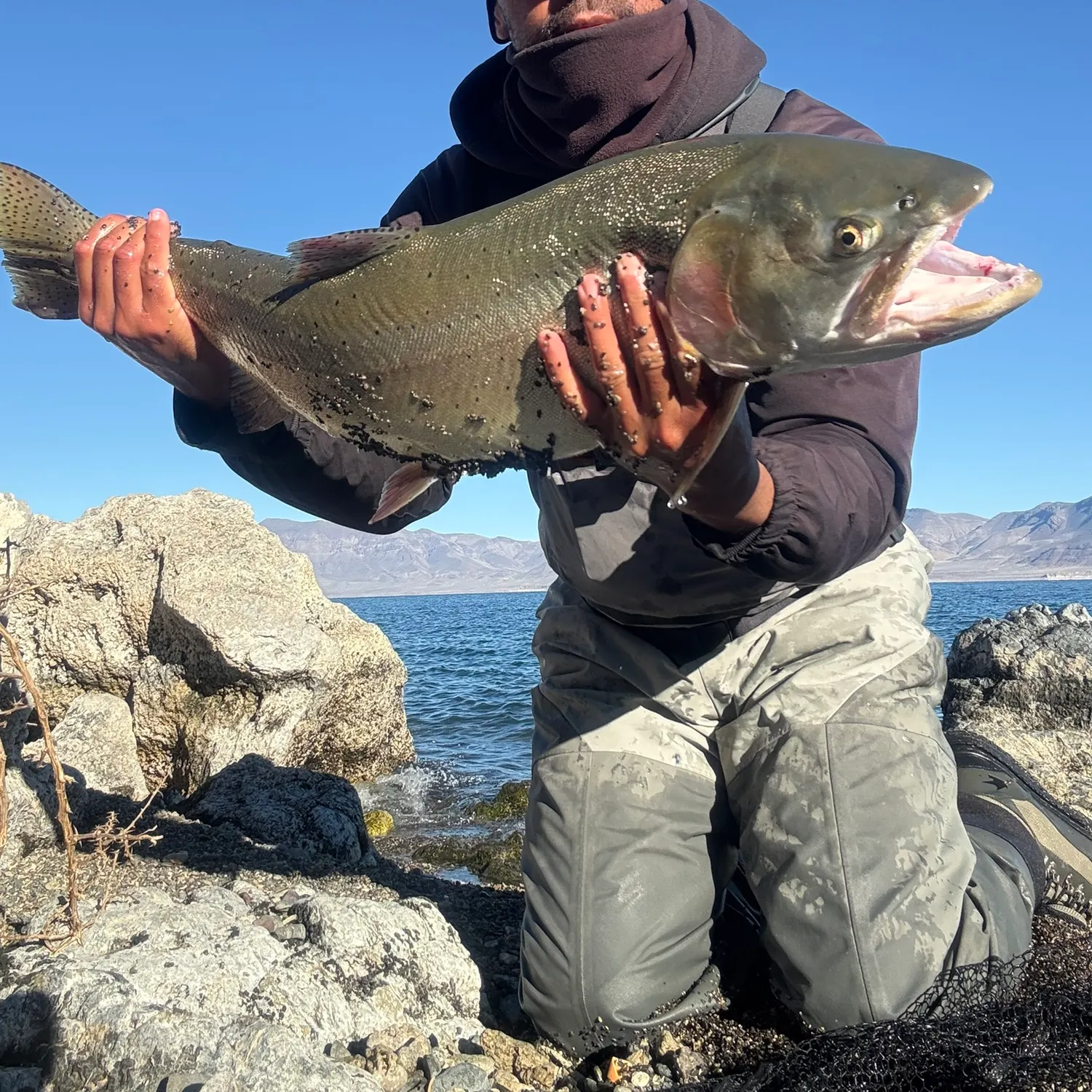 The most recent Lahontan cutthroat trout catches on Fishbrain