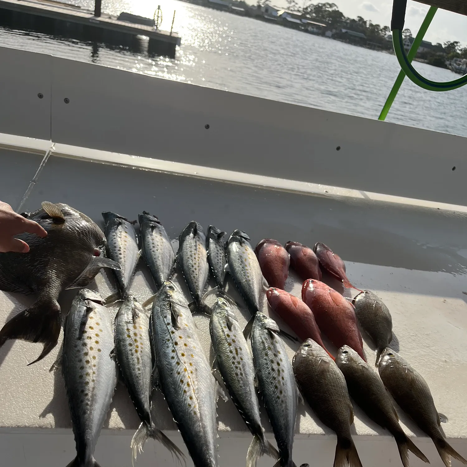 recently logged catches
