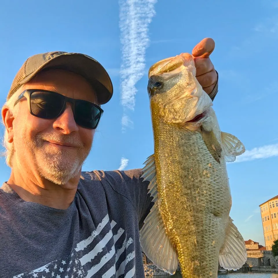Largemouth bass caught on Fishbrain