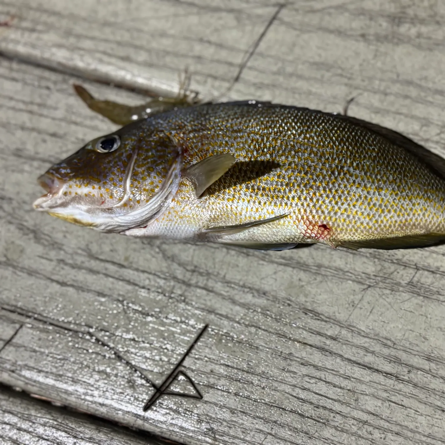 Pigfish caught on Fishbrain