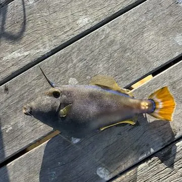 The most recent Yellowfin leatherjacket catches on Fishbrain