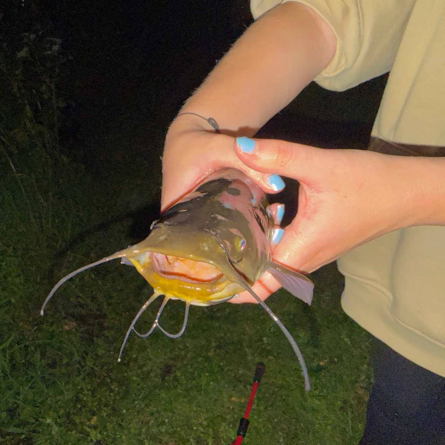 Brown bullhead caught on Fishbrain