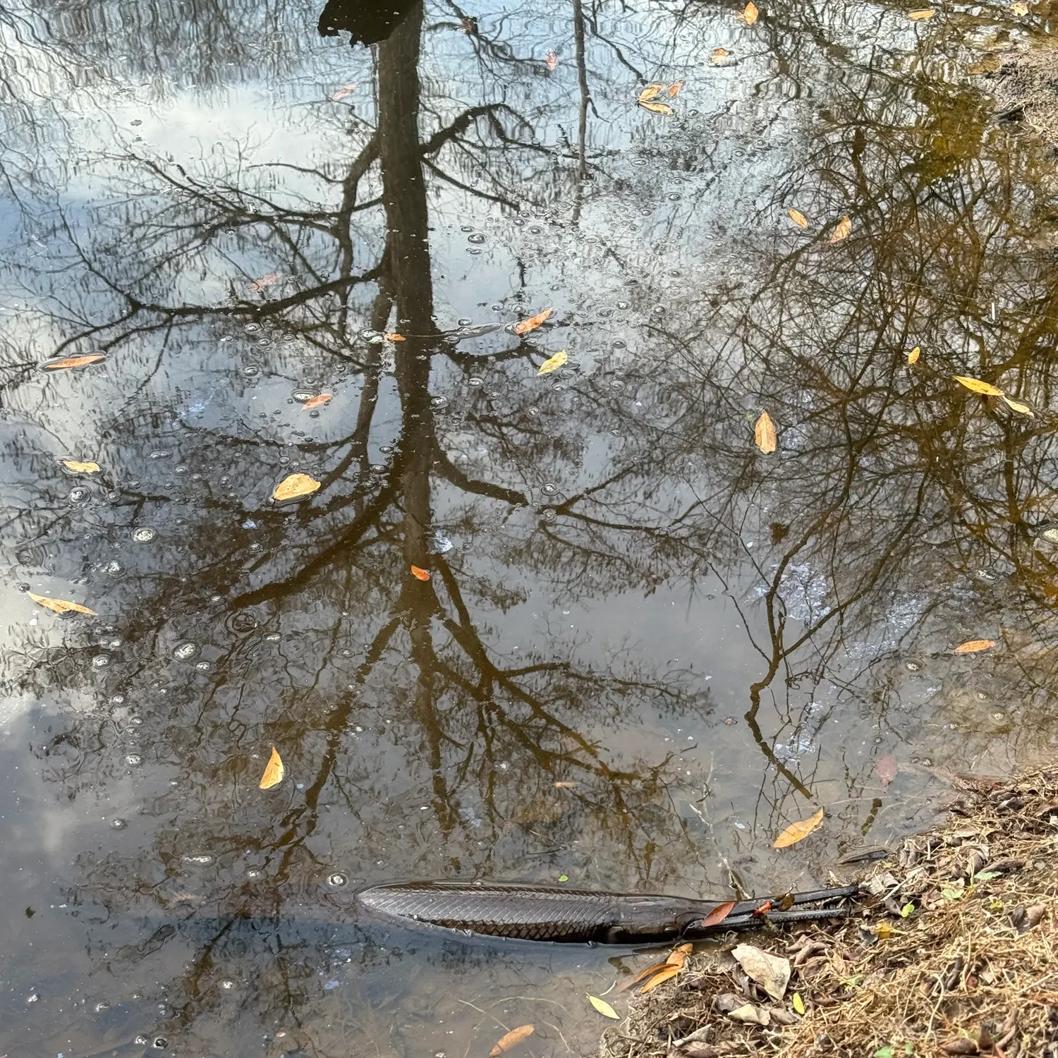The most recent Longnose gar catches on Fishbrain