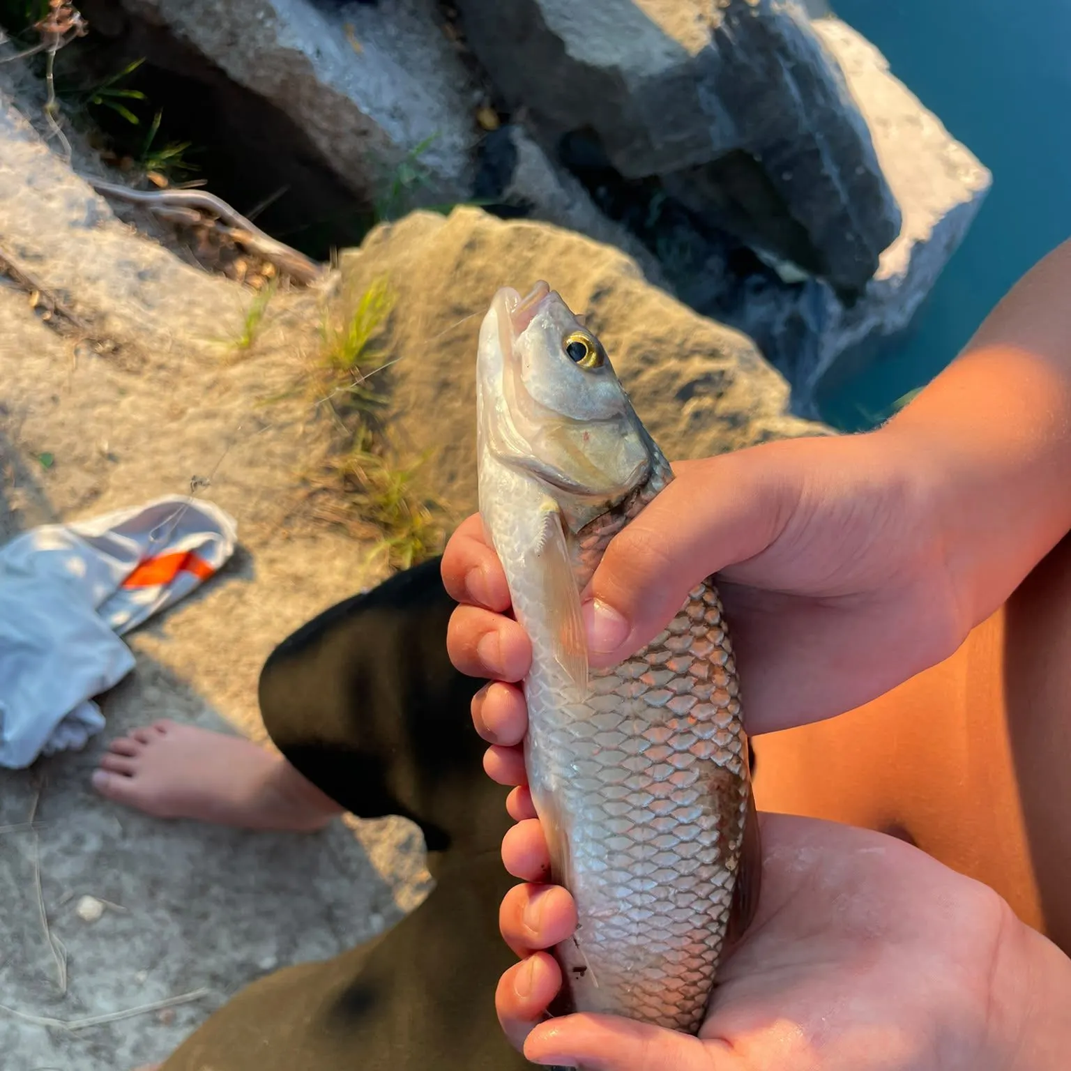 European chub caught on Fishbrain
